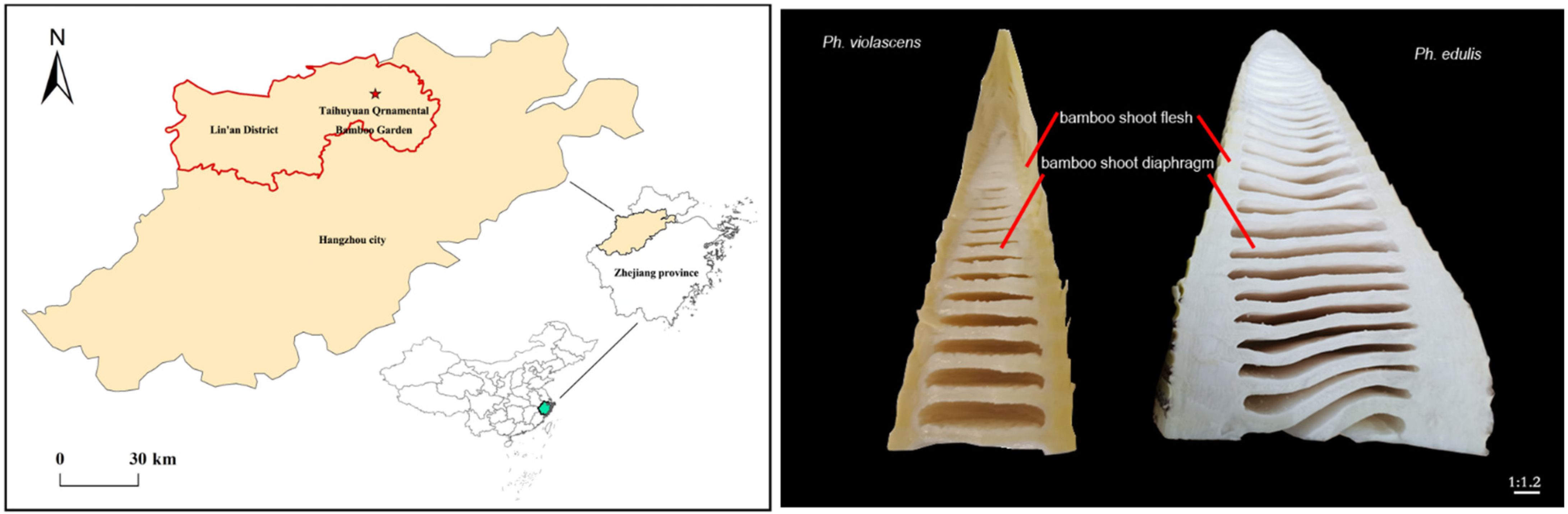 Foods 12 01180 g001 Foods 12 01180 g001
