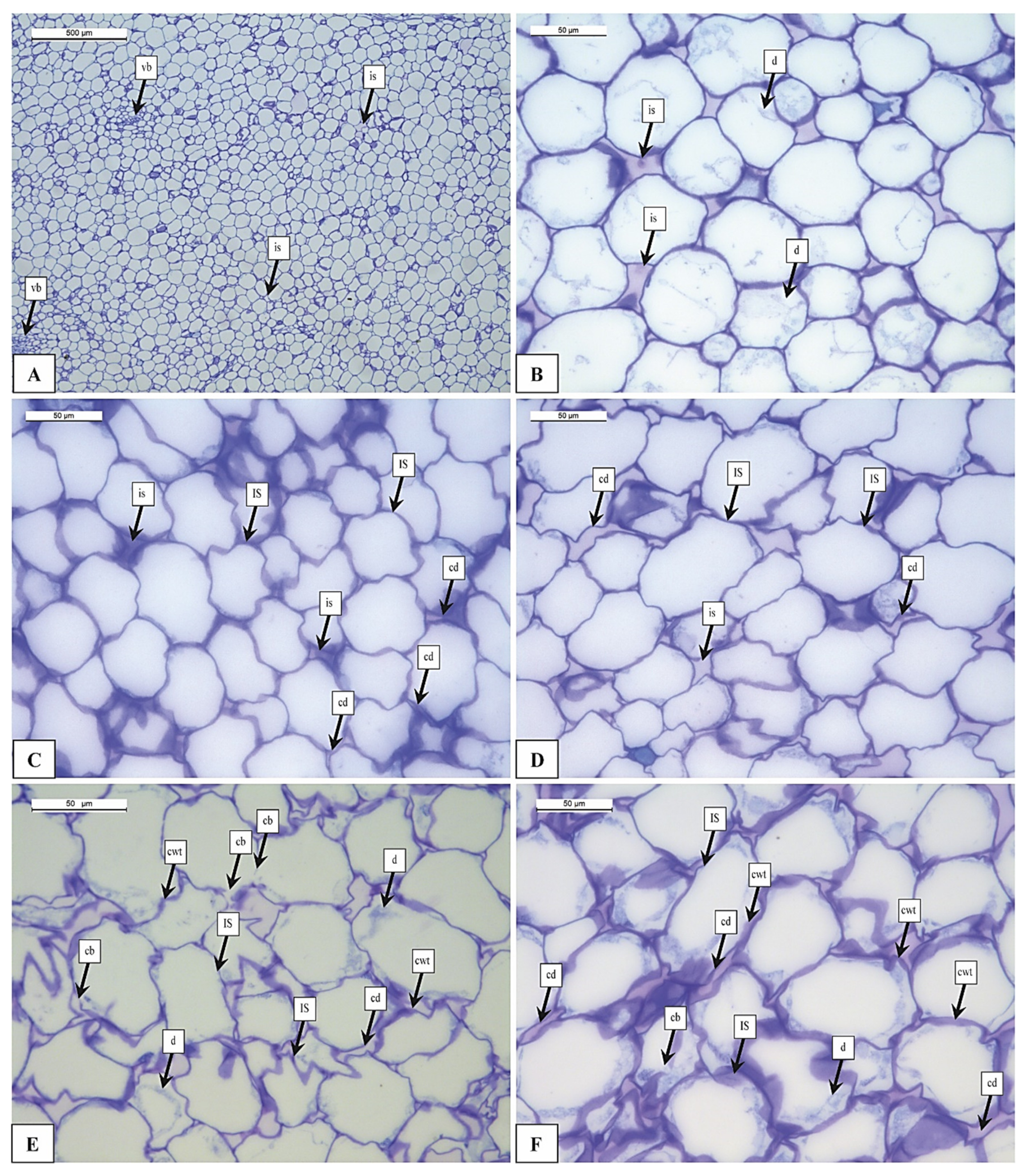 Foods 12 01280 g001 Foods 12 01280 g001