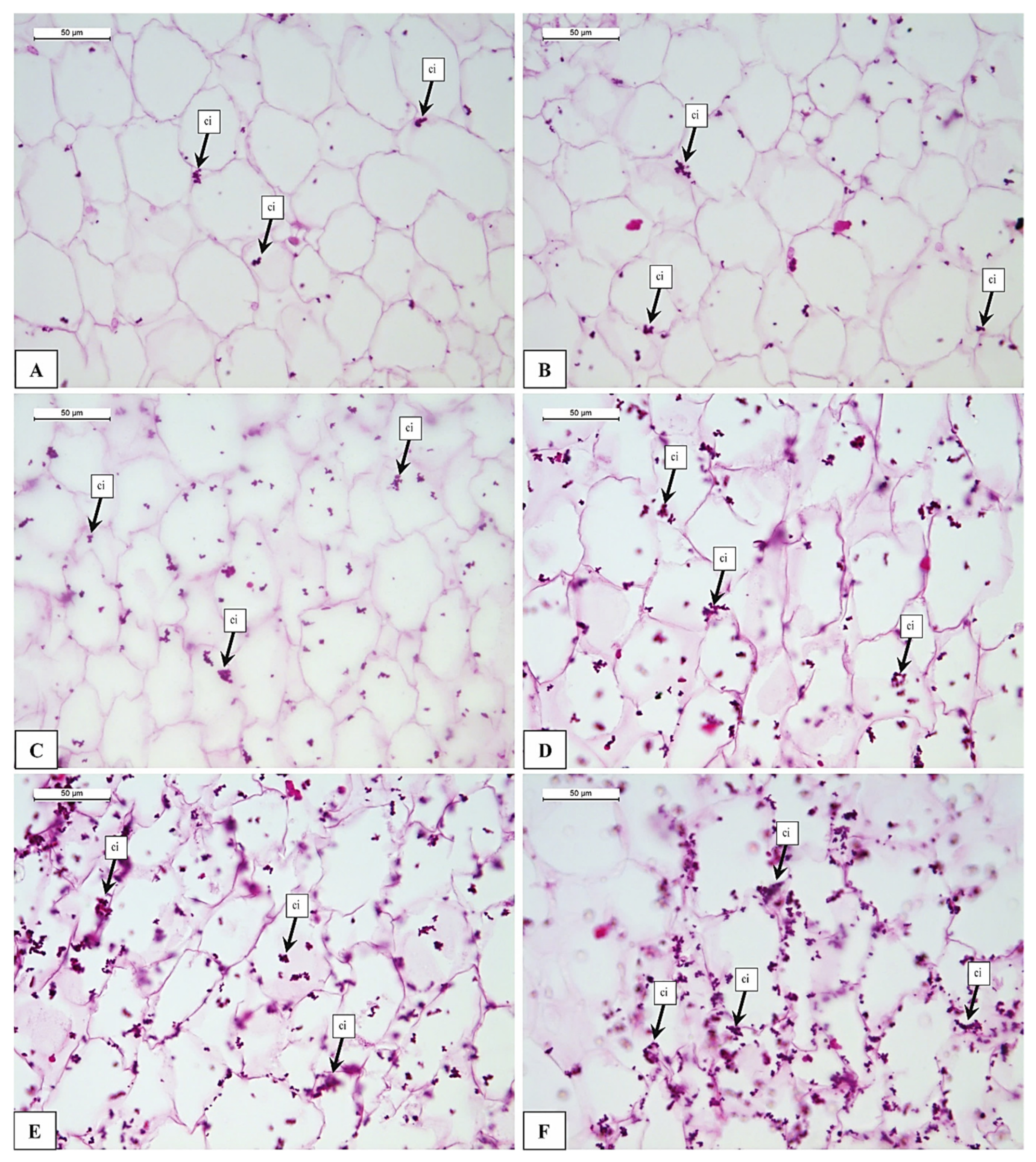 Foods 12 01280 g003 Foods 12 01280 g003