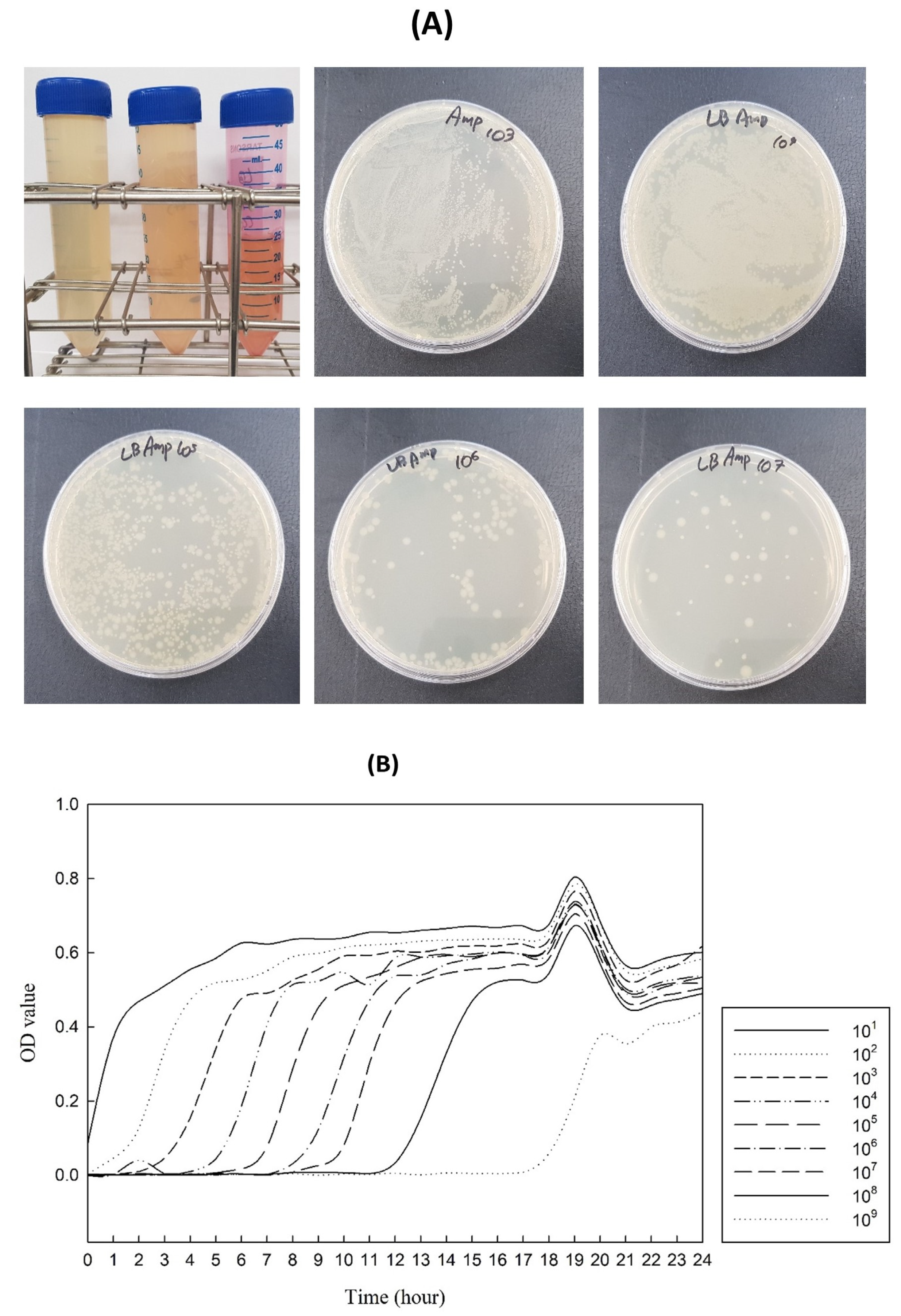 Foods 12 01281 g005 Foods 12 01281 g005