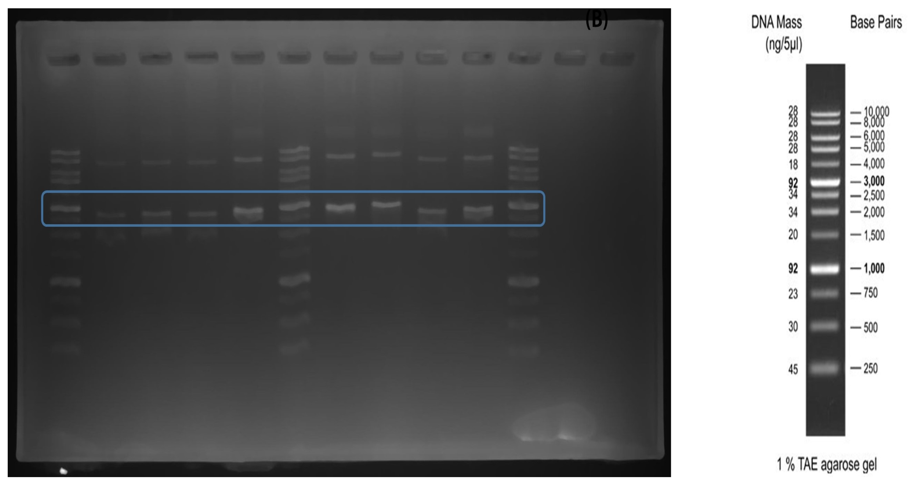 Foods 12 01281 g006 Foods 12 01281 g006