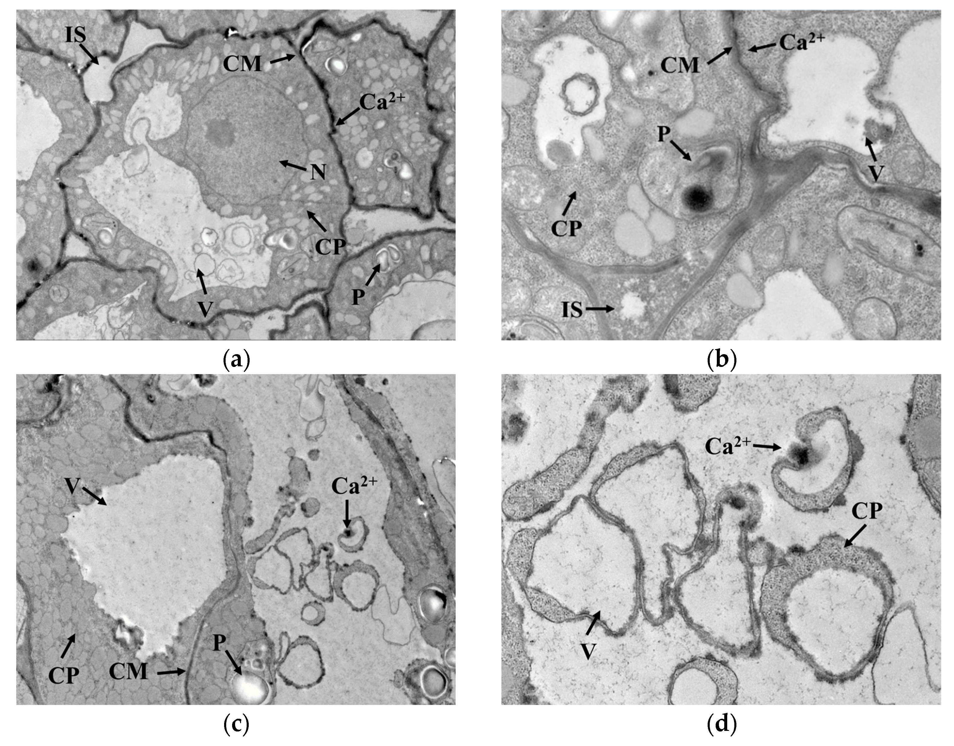 Foods 12 01290 g004a