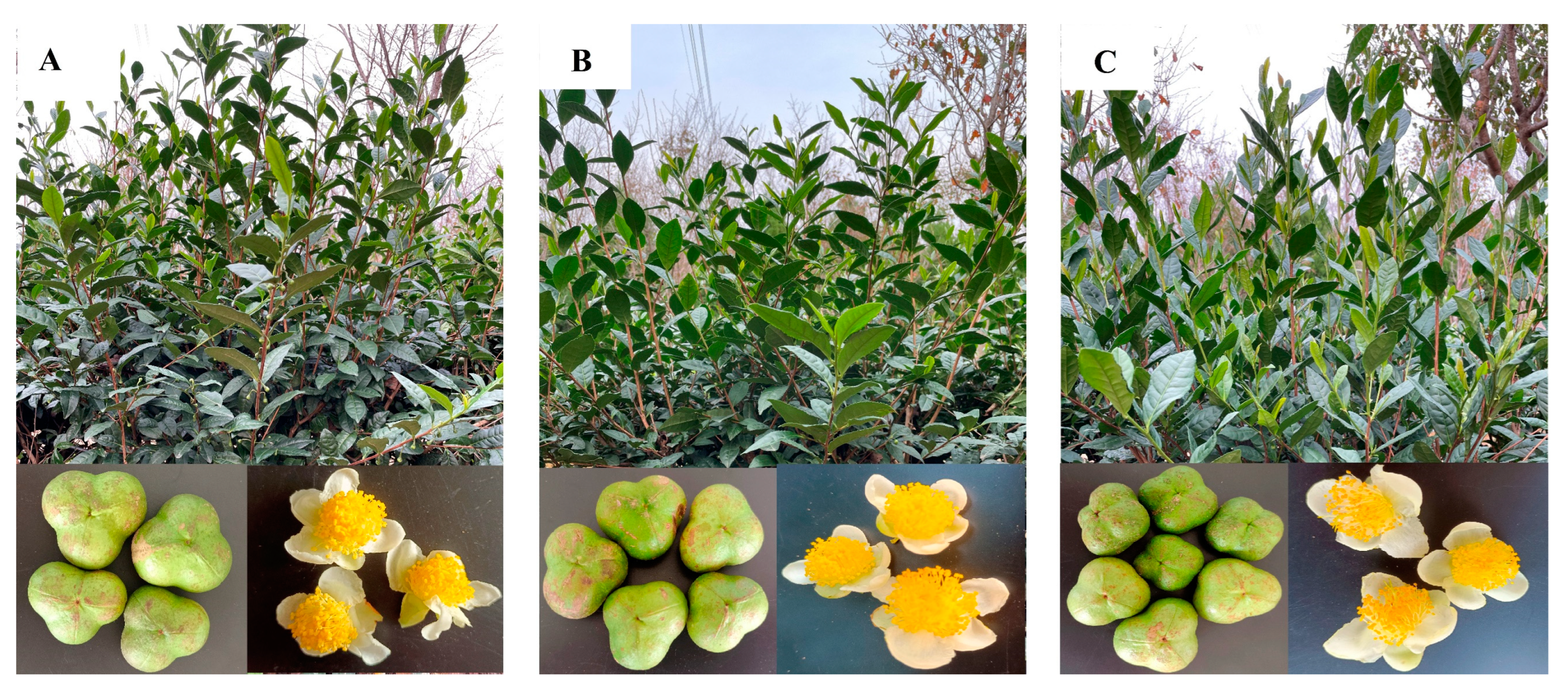 Foods 12 01299 g001 Foods 12 01299 g001