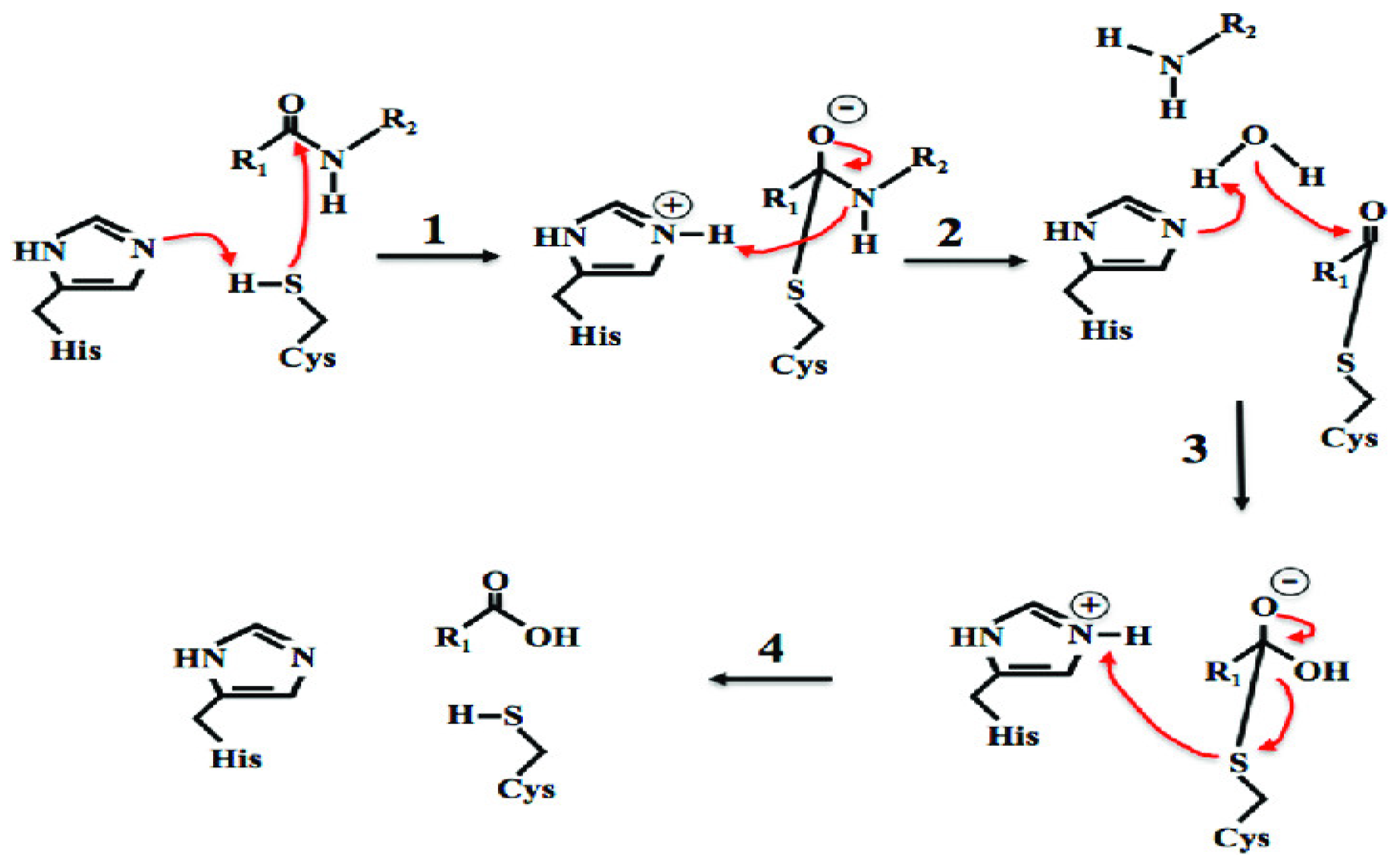 Foods Free FullText Application of Plant Proteases in Meat