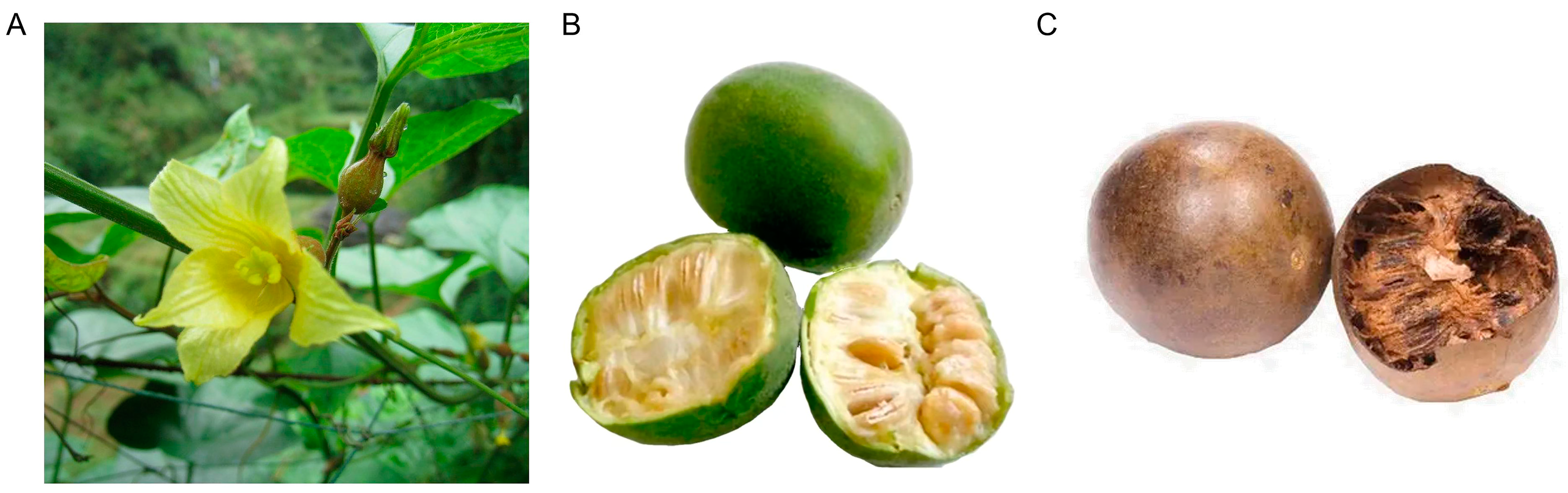 Foods 12 01373 g001 Foods 12 01373 g001