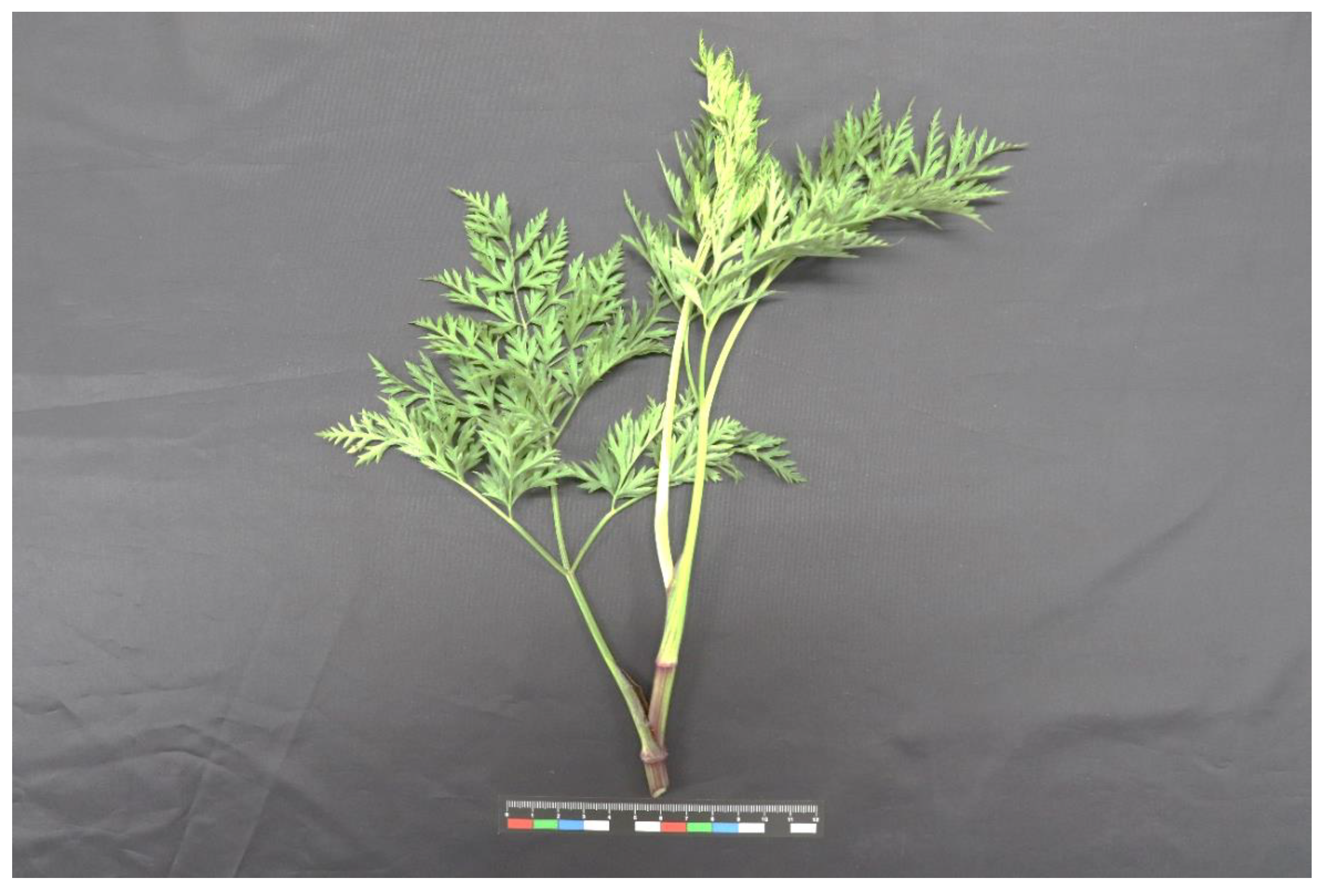 Foods 12 01385 g001 Foods 12 01385 g001