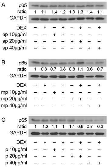 Regulation of Energy Metabolism and Anti-Inflammatory