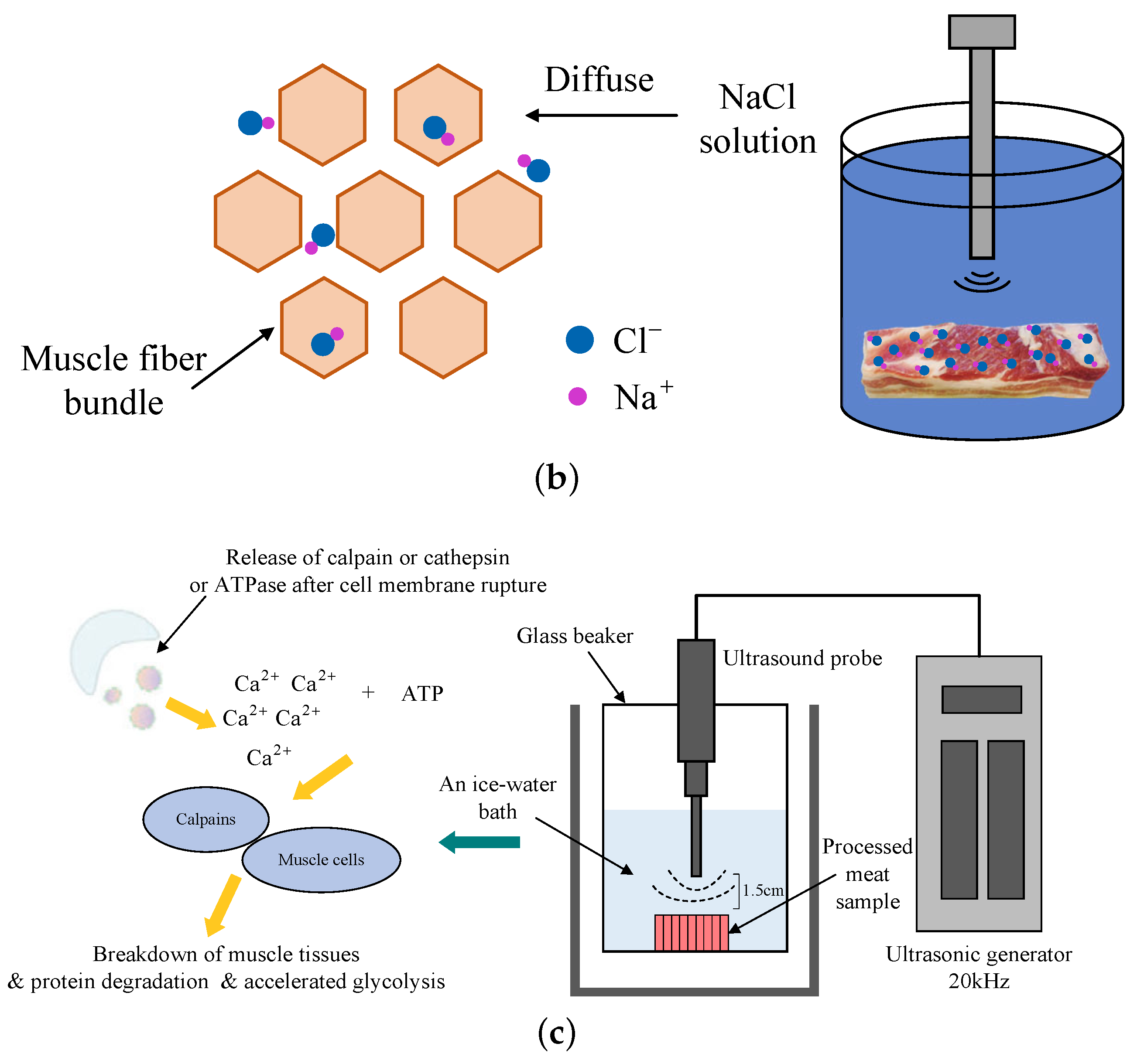 Foods 12 01454 g005b