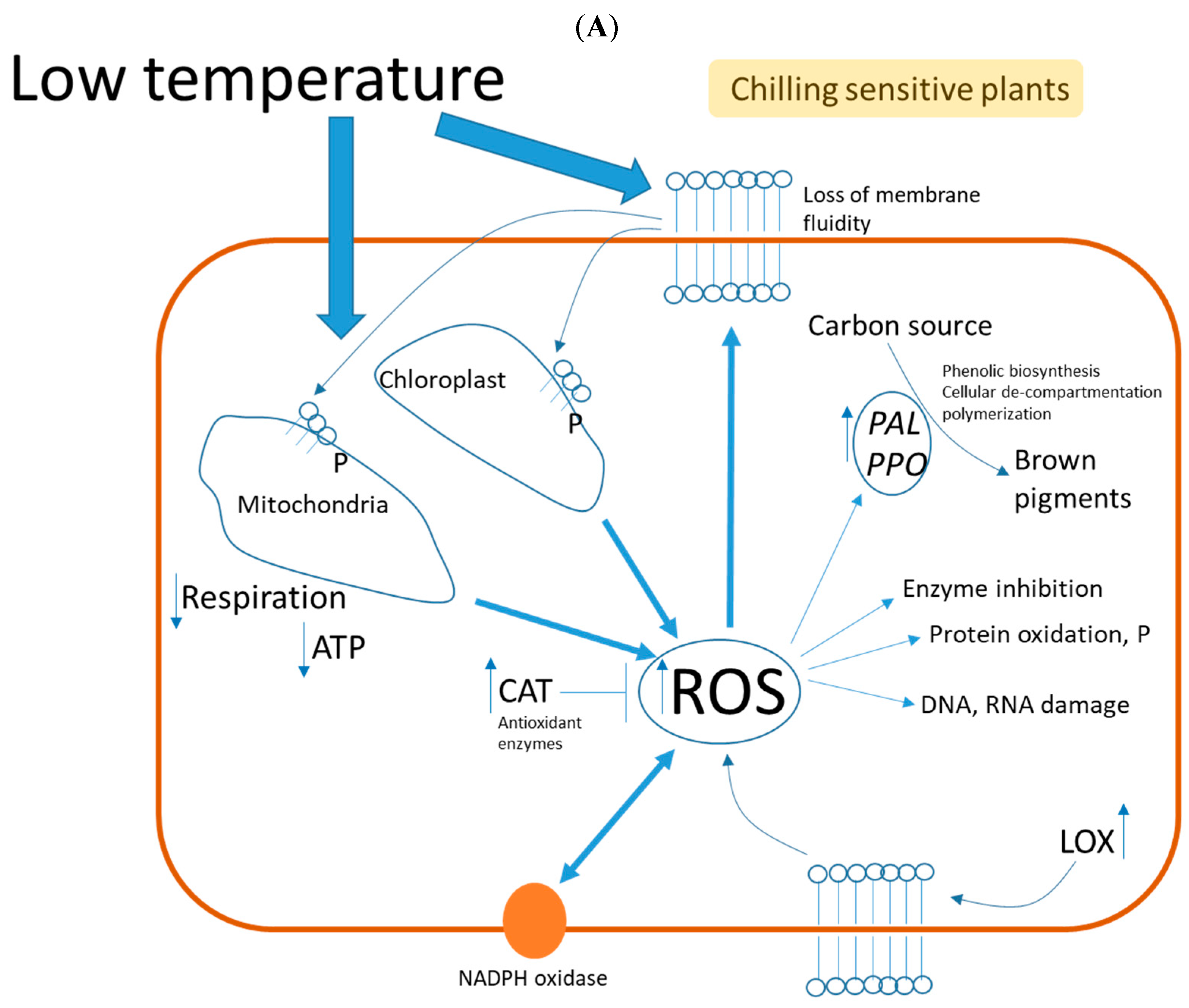 Foods 12 01462 g004a Foods 12 01462 g004a