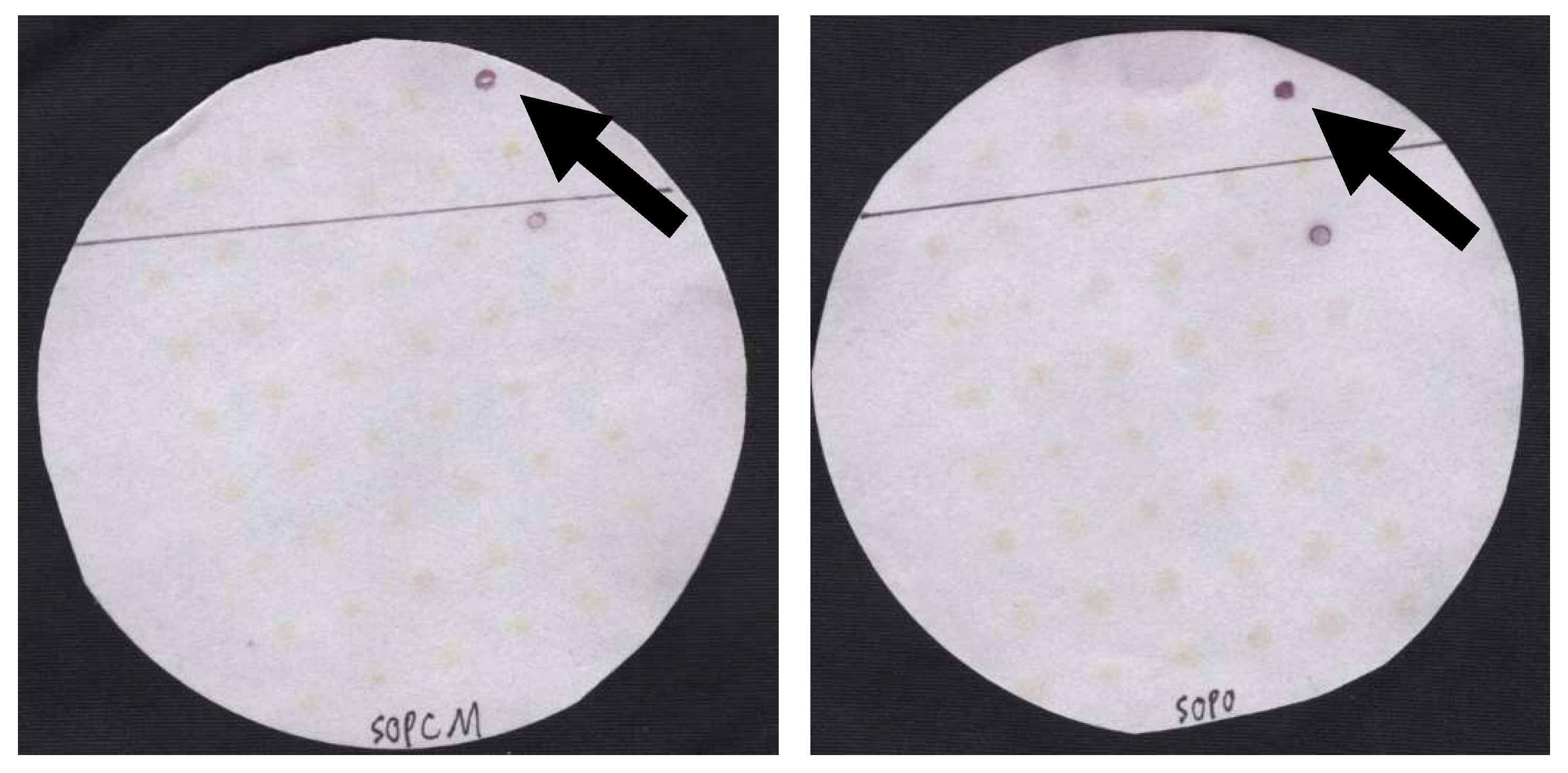 Foods 12 01472 g001 Foods 12 01472 g001