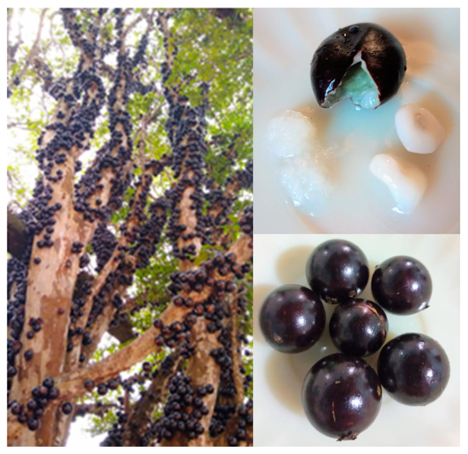 Foods 12 01488 g001 Foods 12 01488 g001