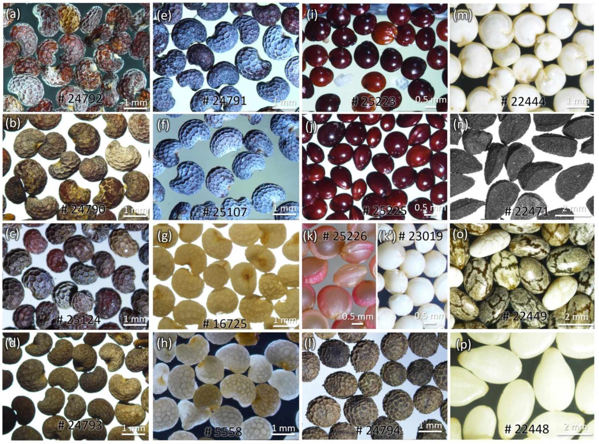 Foods 12 01510 g009 Foods 12 01510 g009