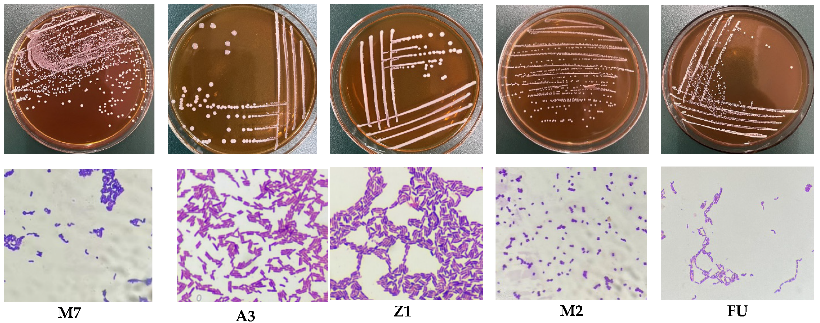 Foods 12 01628 g001 Foods 12 01628 g001