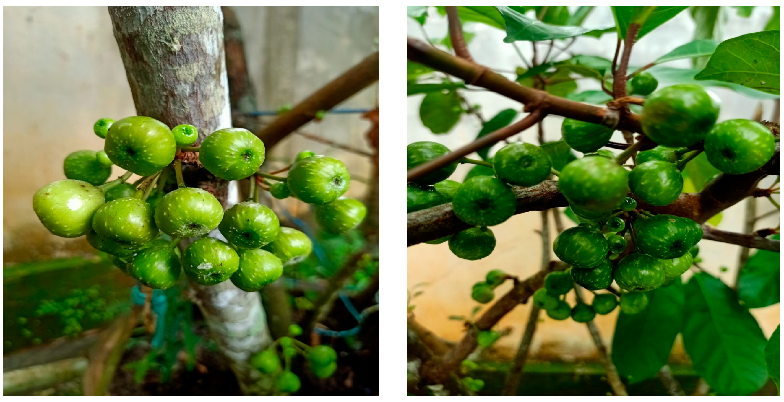 Foods 12 01635 g001 Foods 12 01635 g001