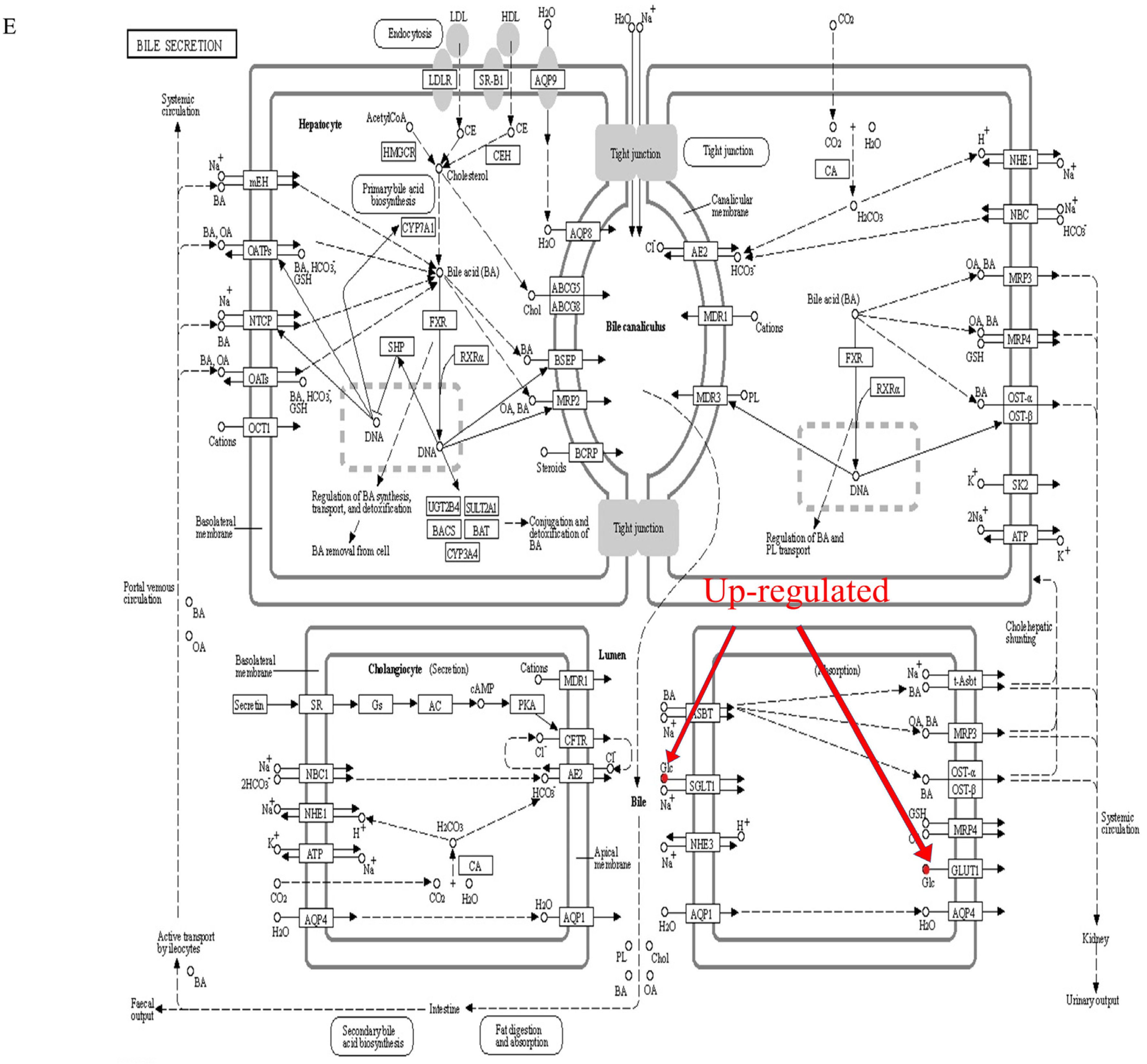 Foods 12 01687 g006e Foods 12 01687 g006e