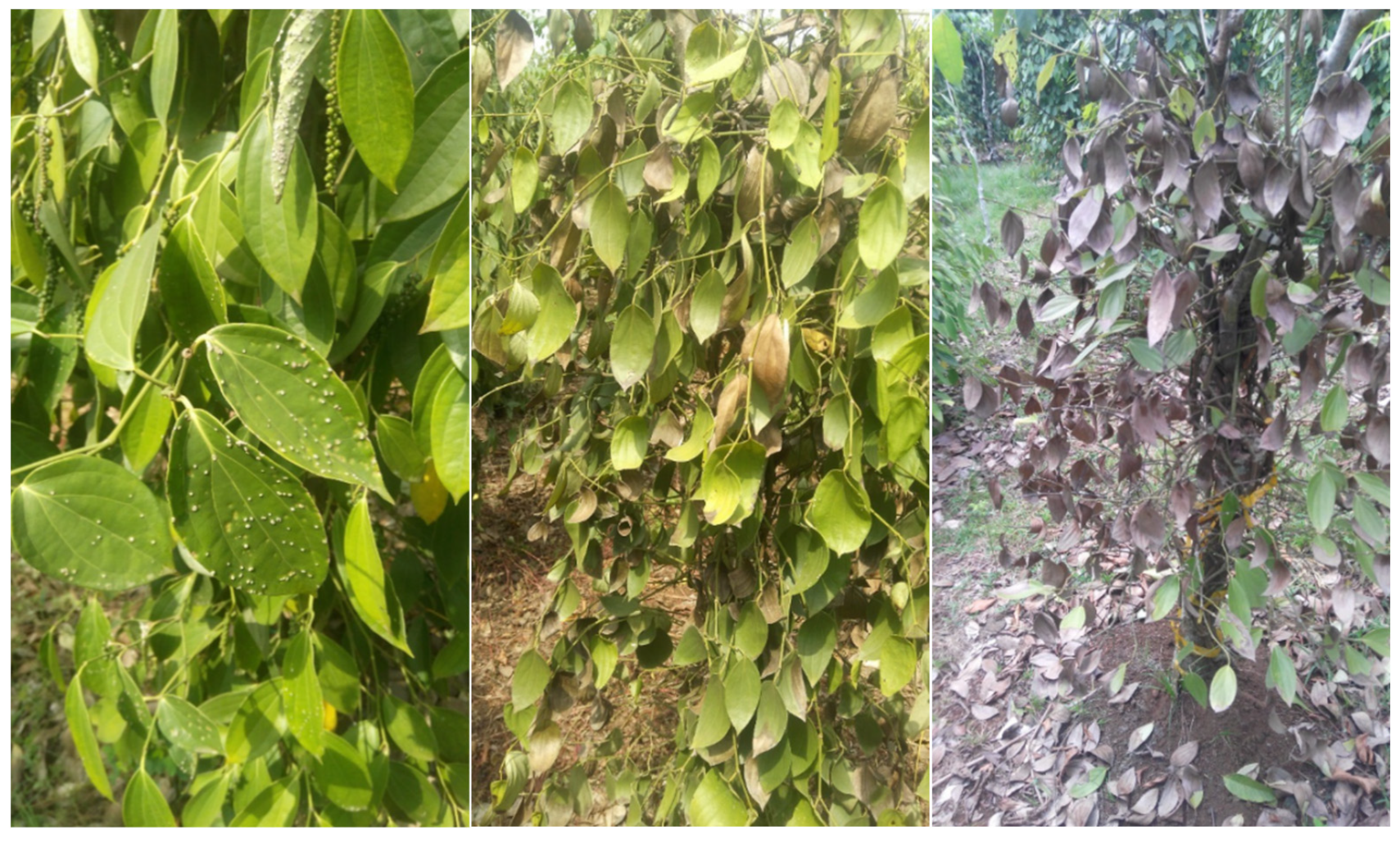 Foods 12 01713 g003 Foods 12 01713 g003