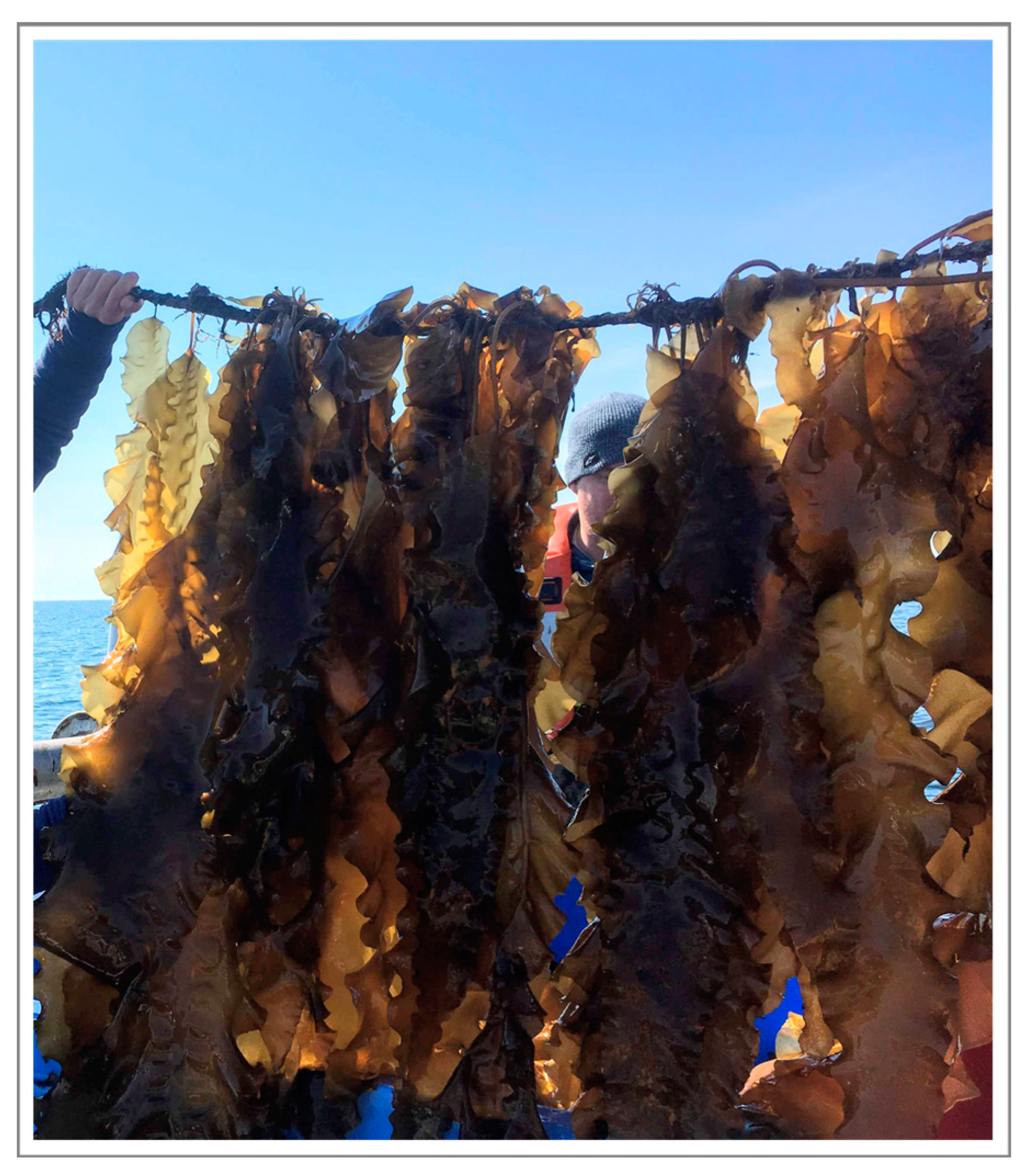 Foods 12 01736 g001 Foods 12 01736 g001