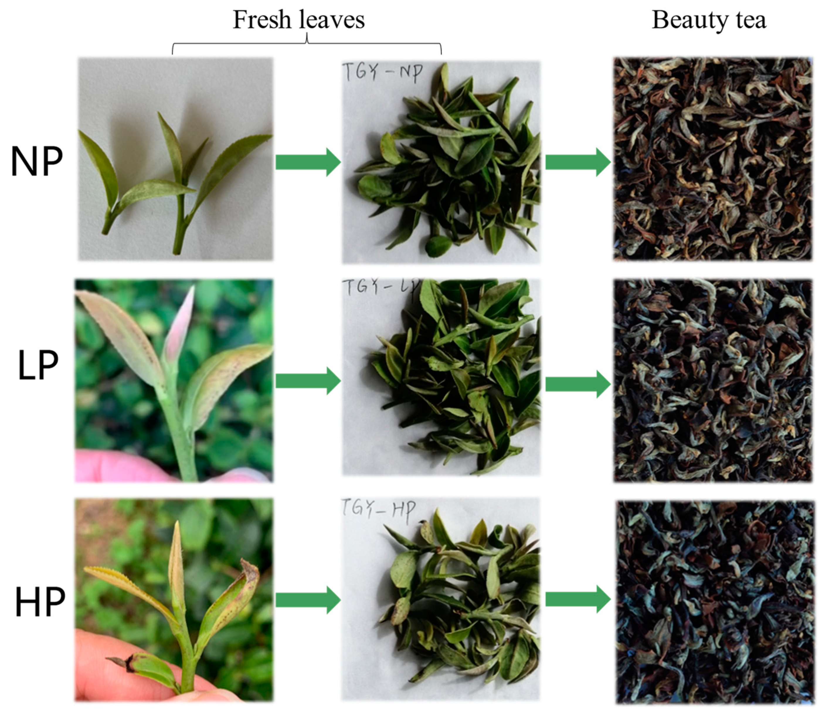 Foods 12 01737 g002 Foods 12 01737 g002