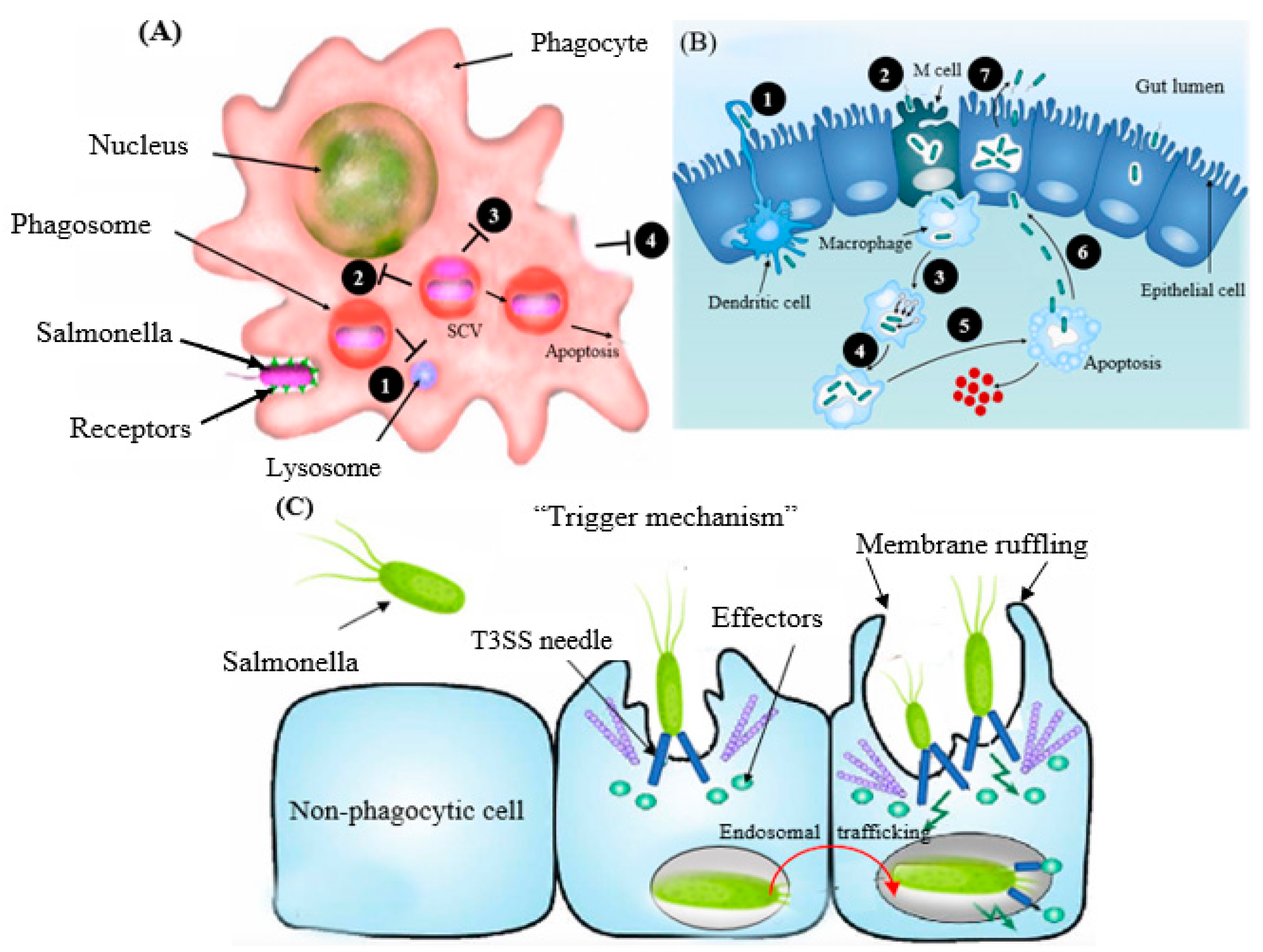 Foods Free FullText Human Salmonellosis A Continuous Global