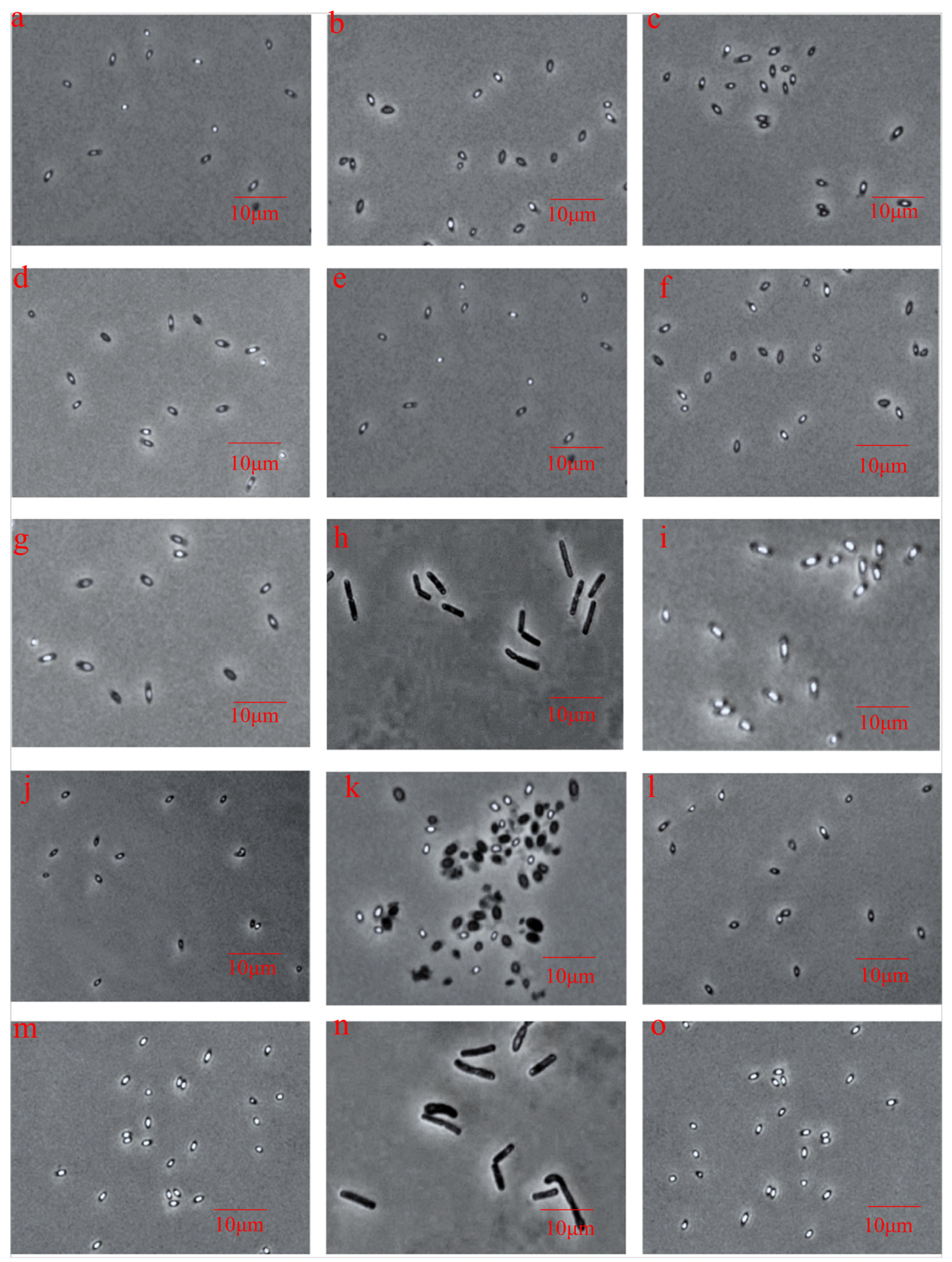 Foods 12 01834 g005 Foods 12 01834 g005