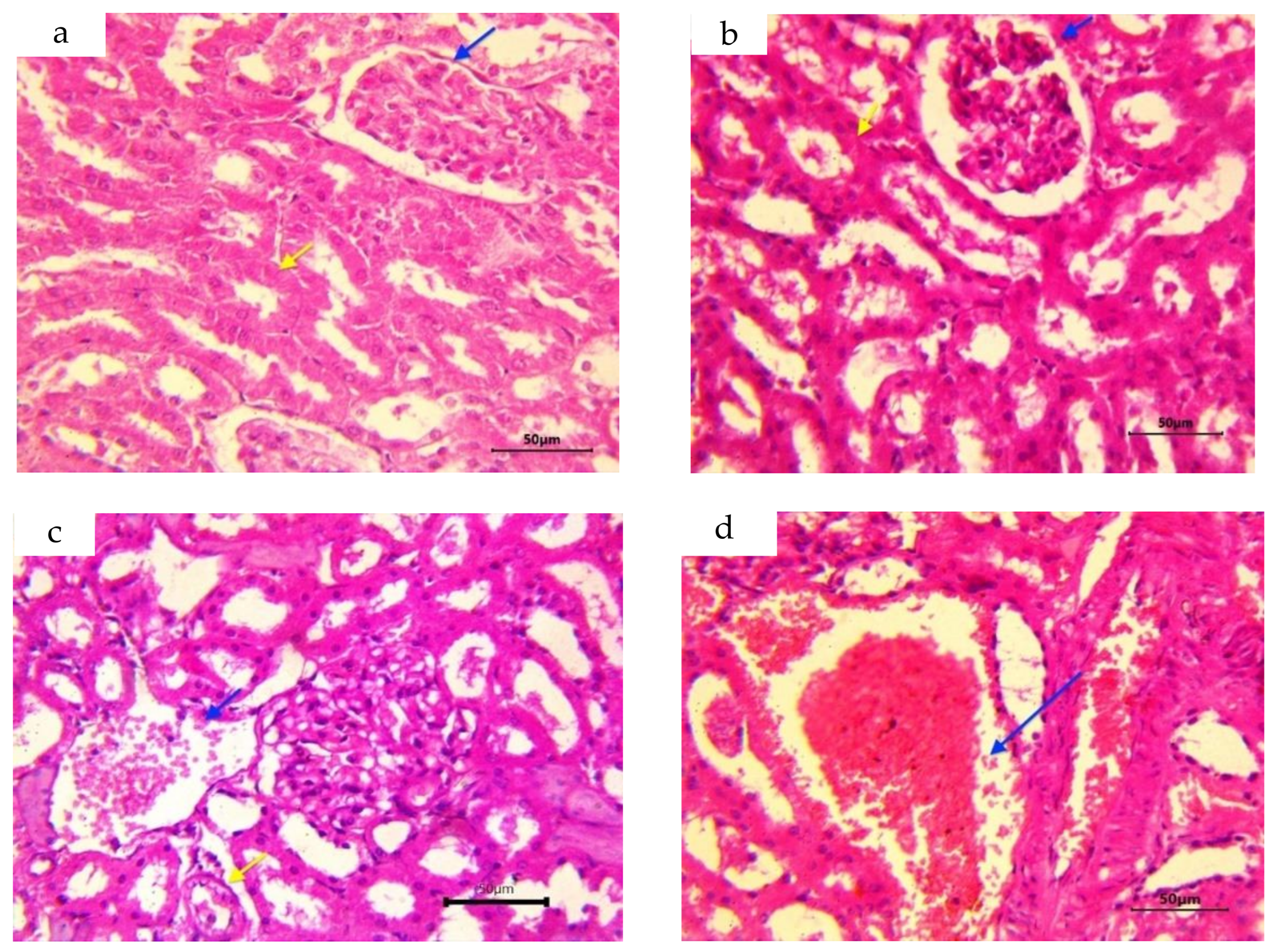 Foods 12 01899 g004a Foods 12 01899 g004a