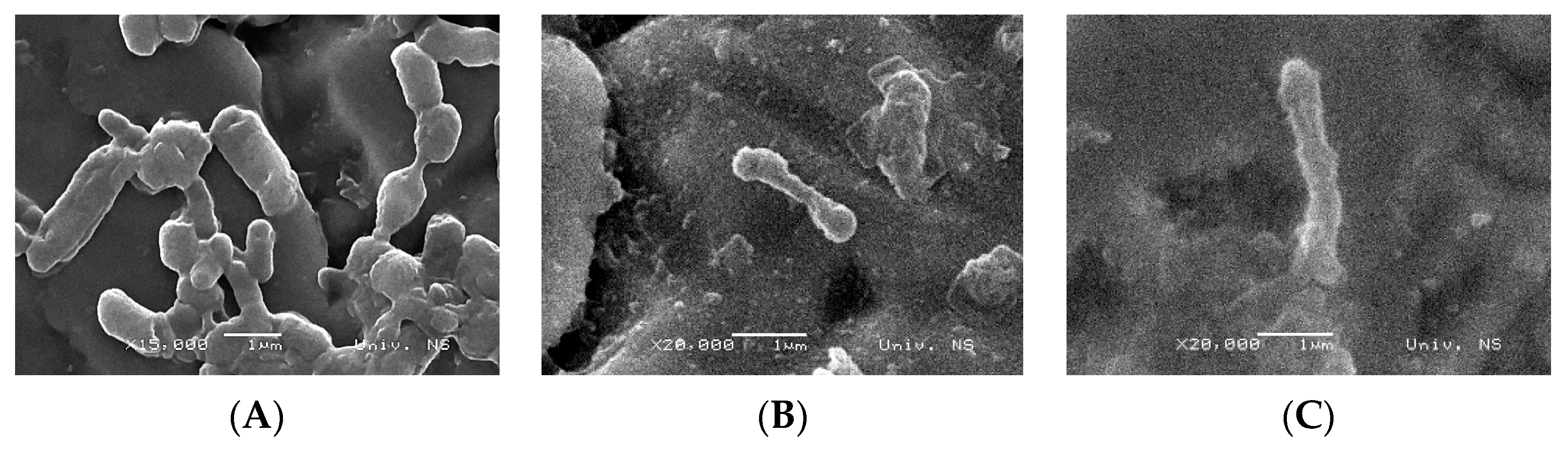 Foods 12 01930 g003 Foods 12 01930 g003