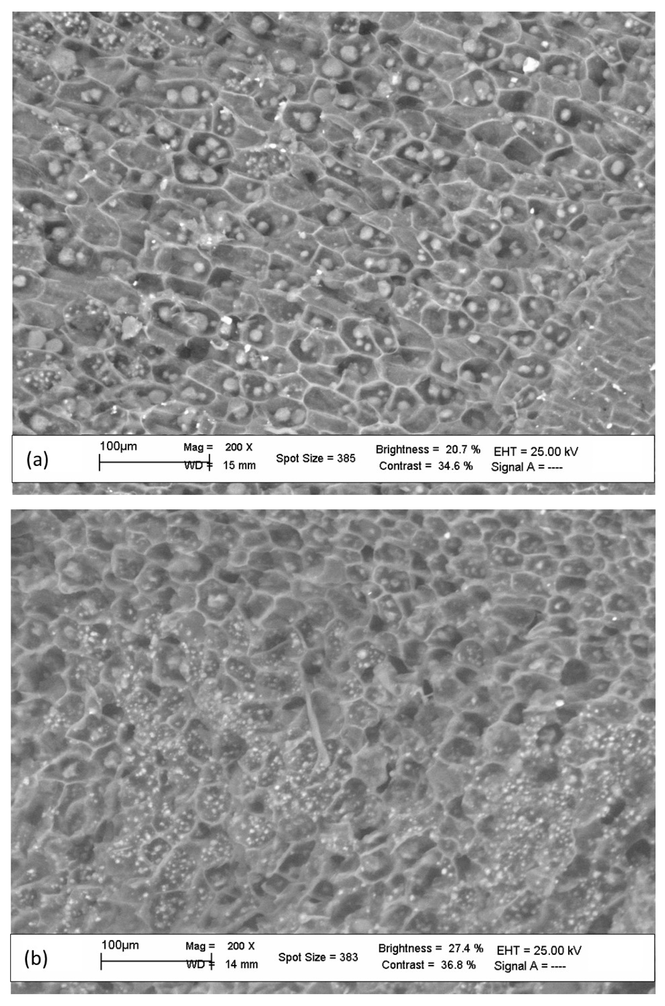 Foods 12 01950 g005 Foods 12 01950 g005