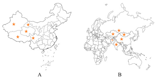 Yak Milk: Nutritional Value, Functional Activity, and Current