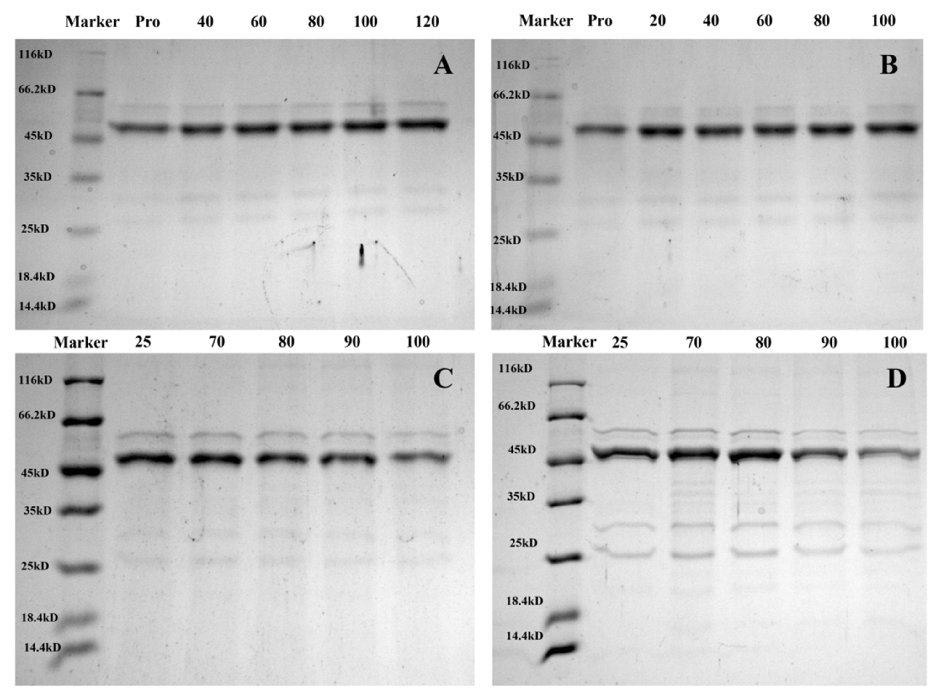 Foods 12 02091 g008 Foods 12 02091 g008