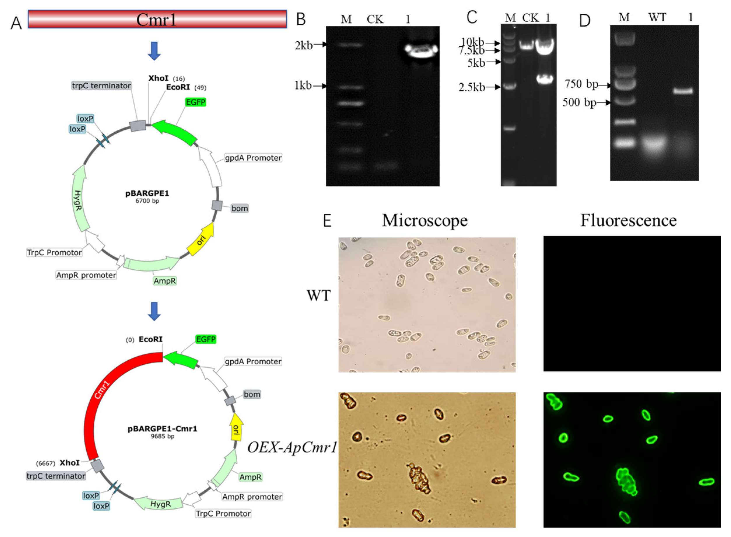 Foods 12 02135 g006 Foods 12 02135 g006