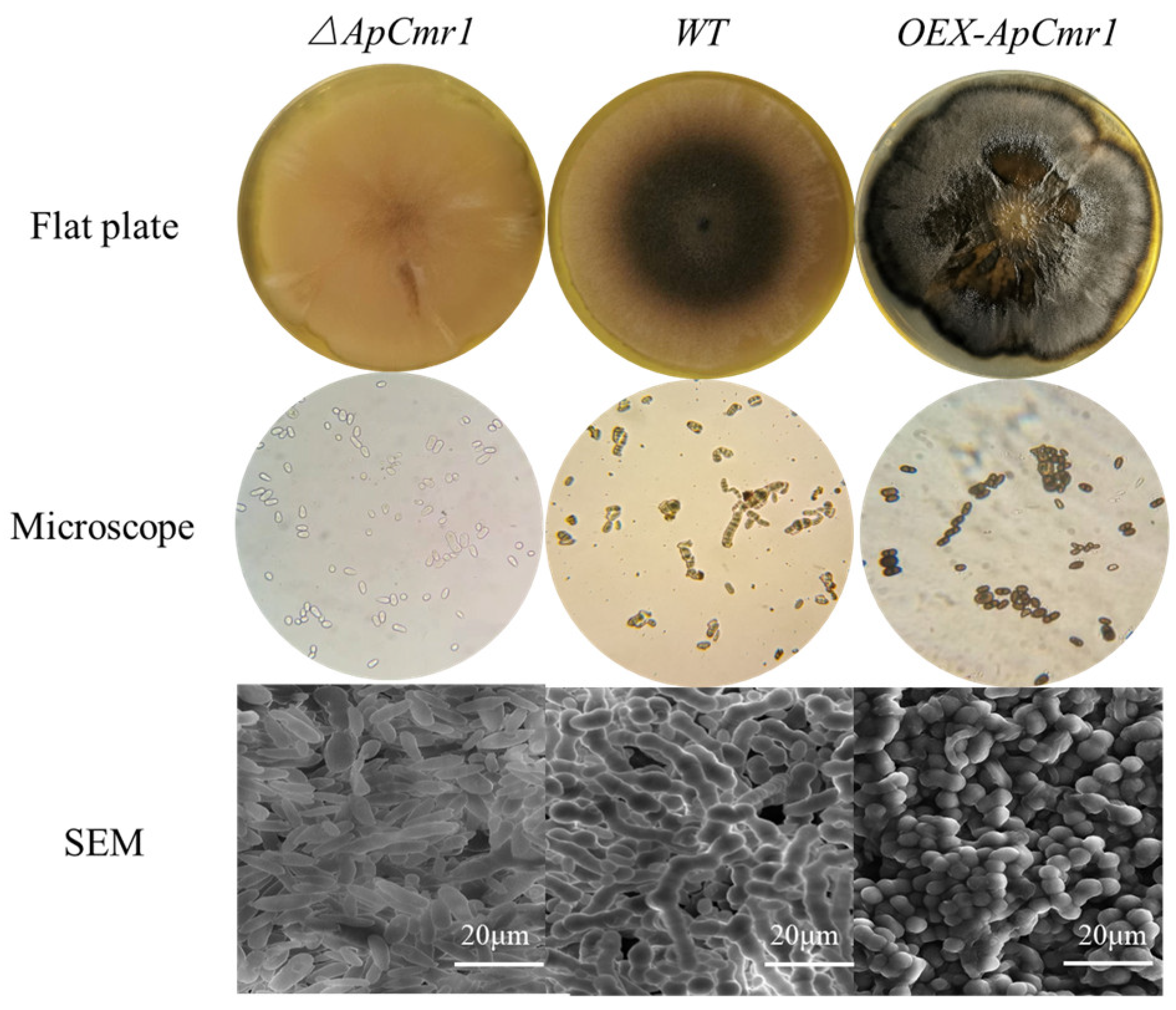 Foods 12 02135 g007 Foods 12 02135 g007