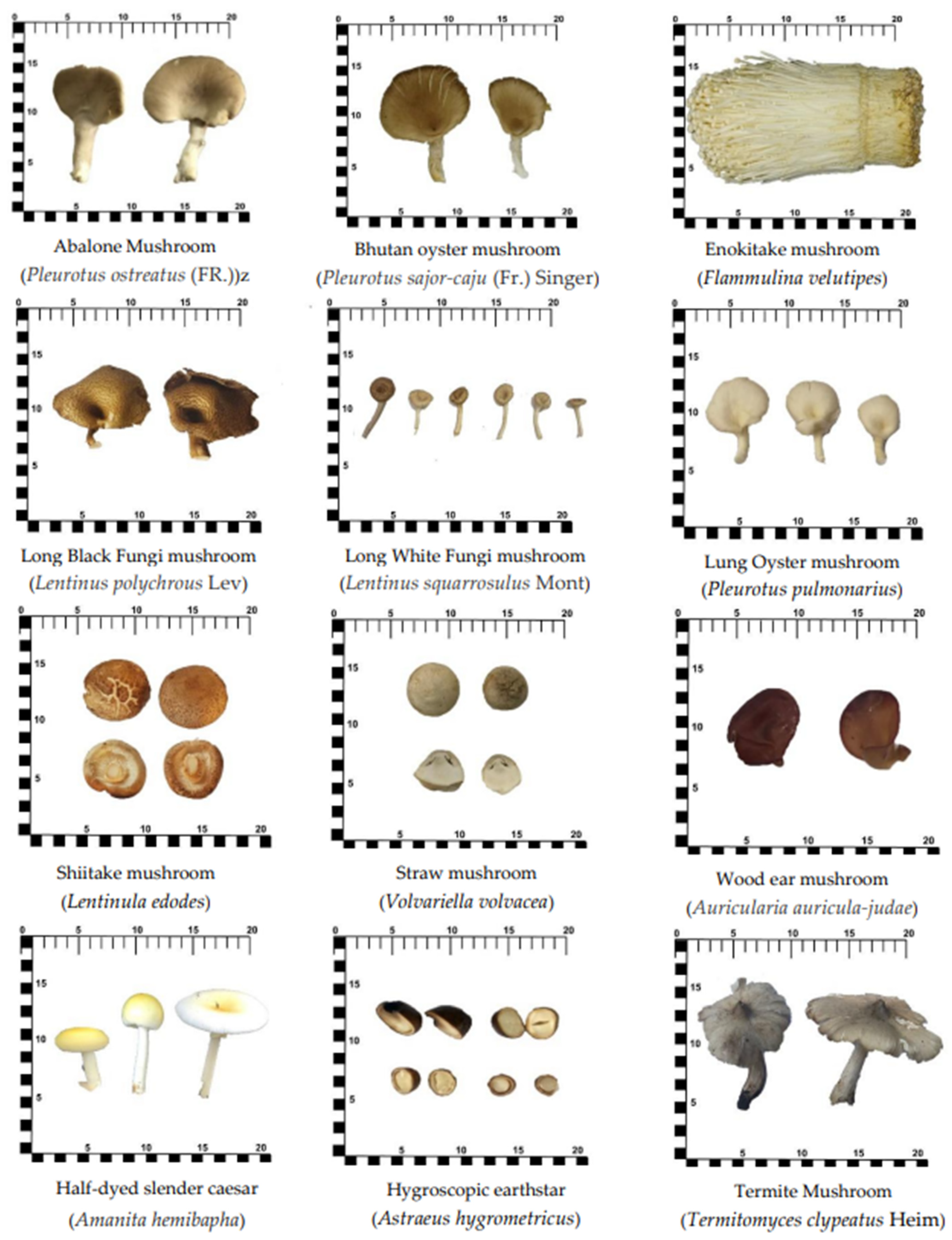 Foods 12 02141 g001 Foods 12 02141 g001