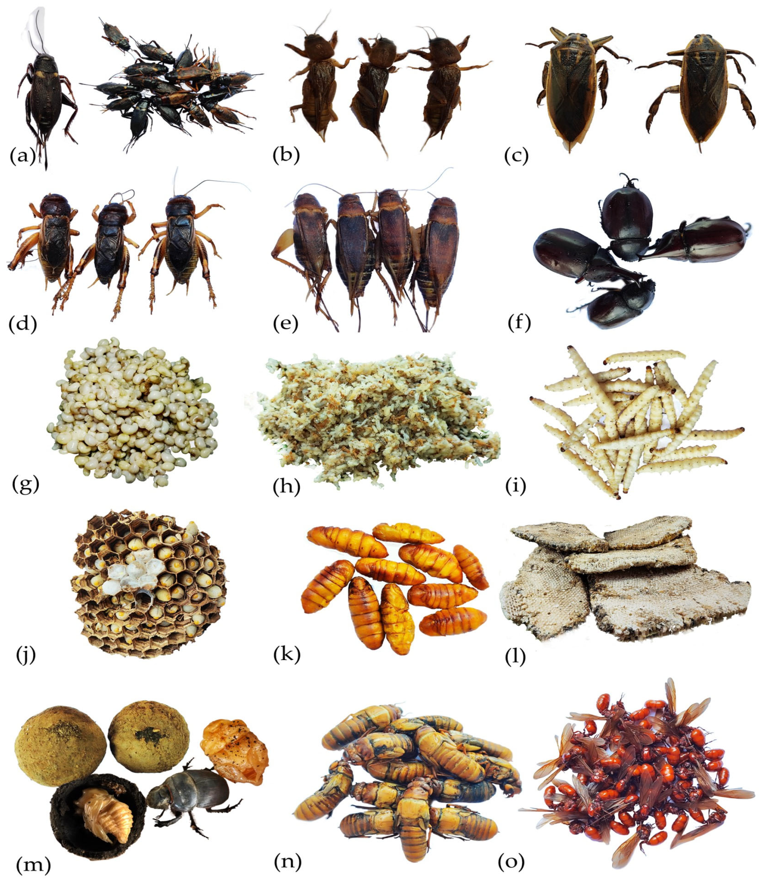 Food from Bugs: Insects that Feed Humans - American Bee Journal