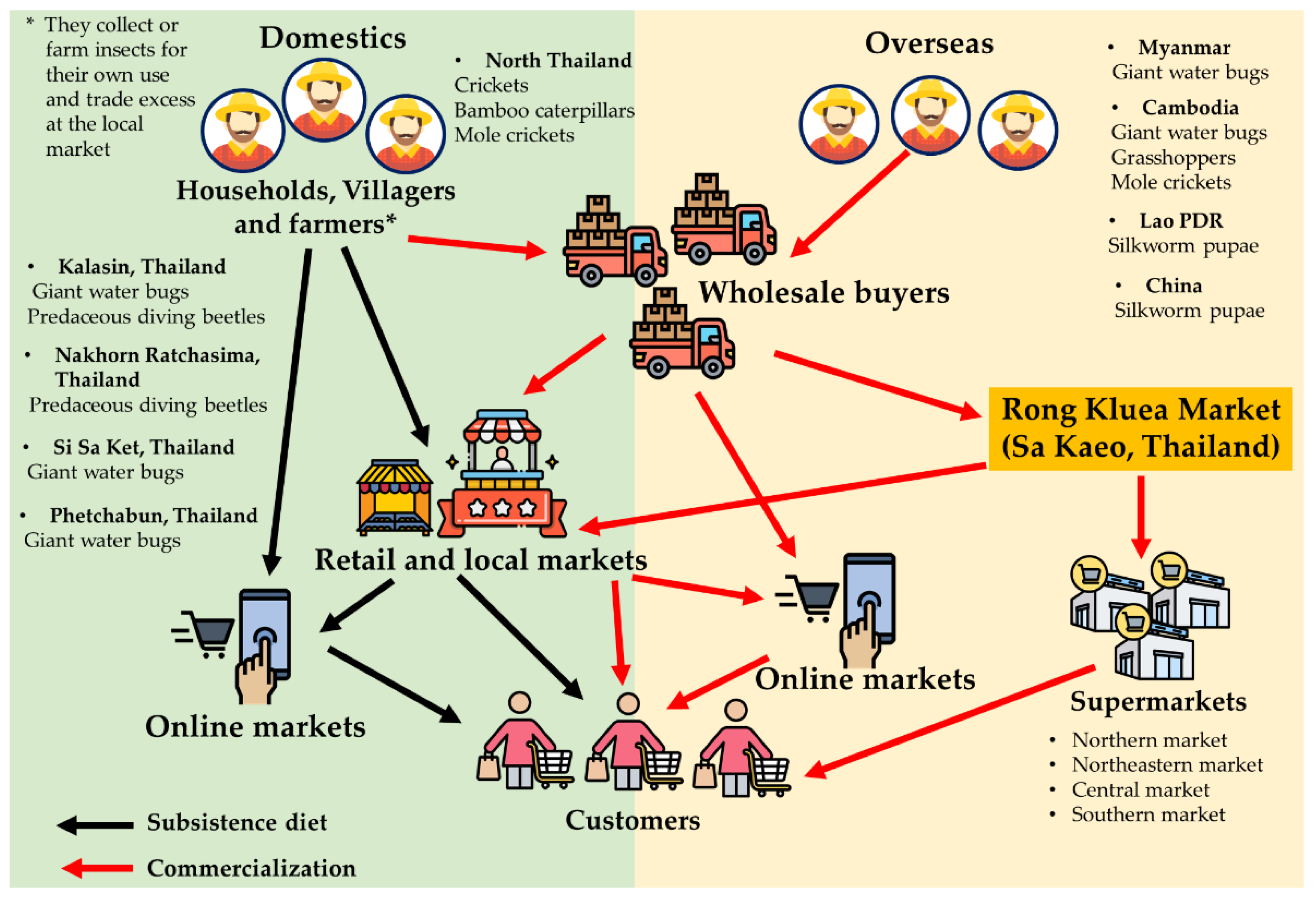 Edible Insects in Thailand: An Overview of ... Biology Diagrams