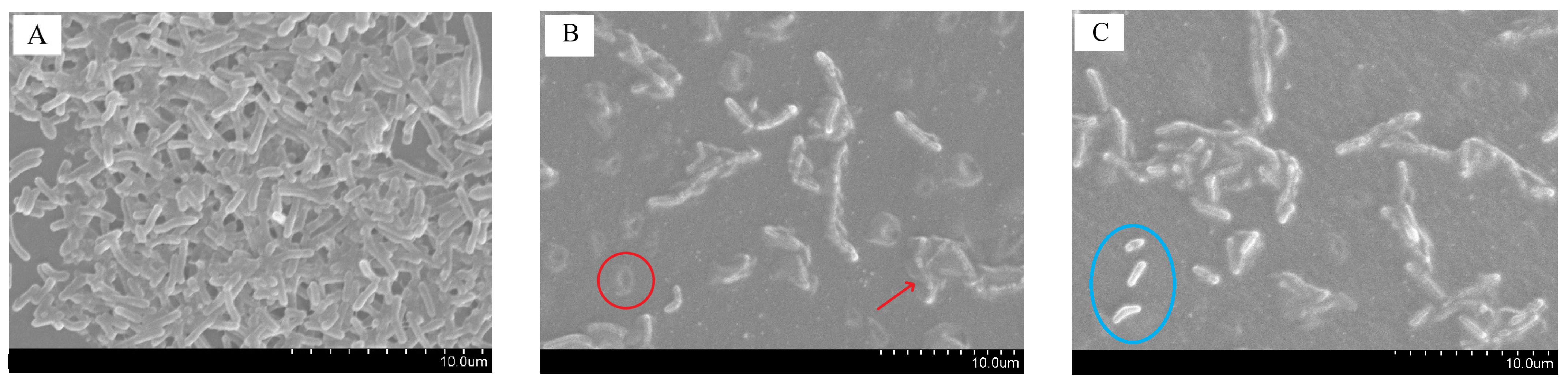 Foods 12 02169 g004 Foods 12 02169 g004