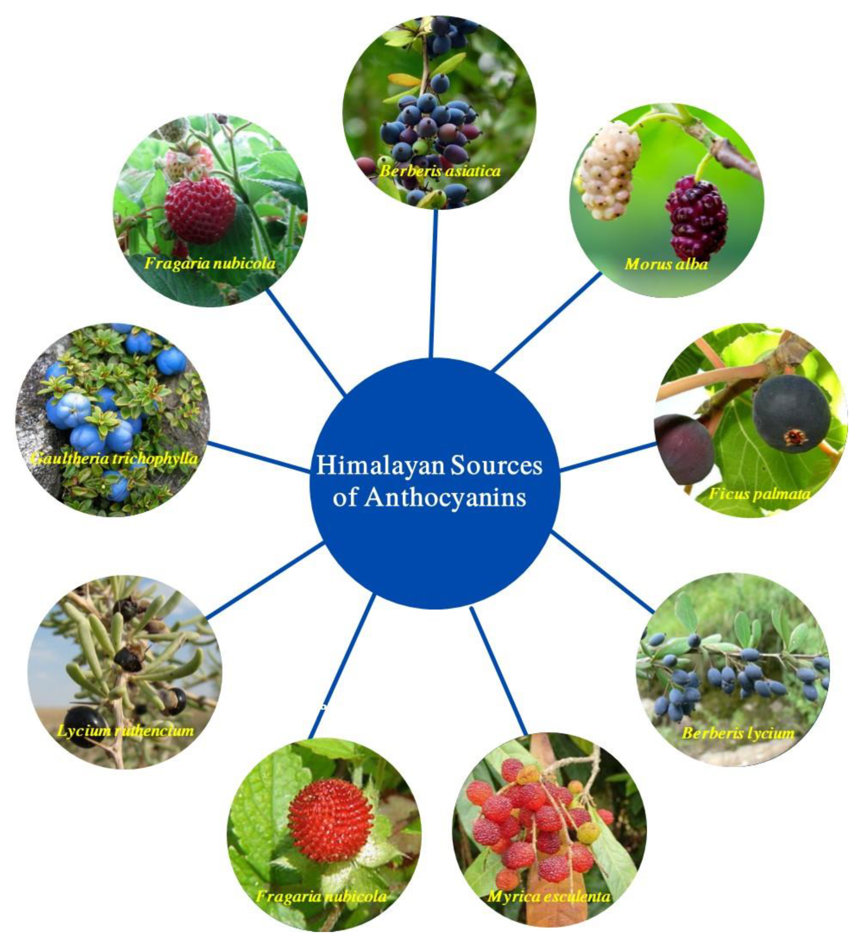 Foods 12 02203 g002 Foods 12 02203 g002