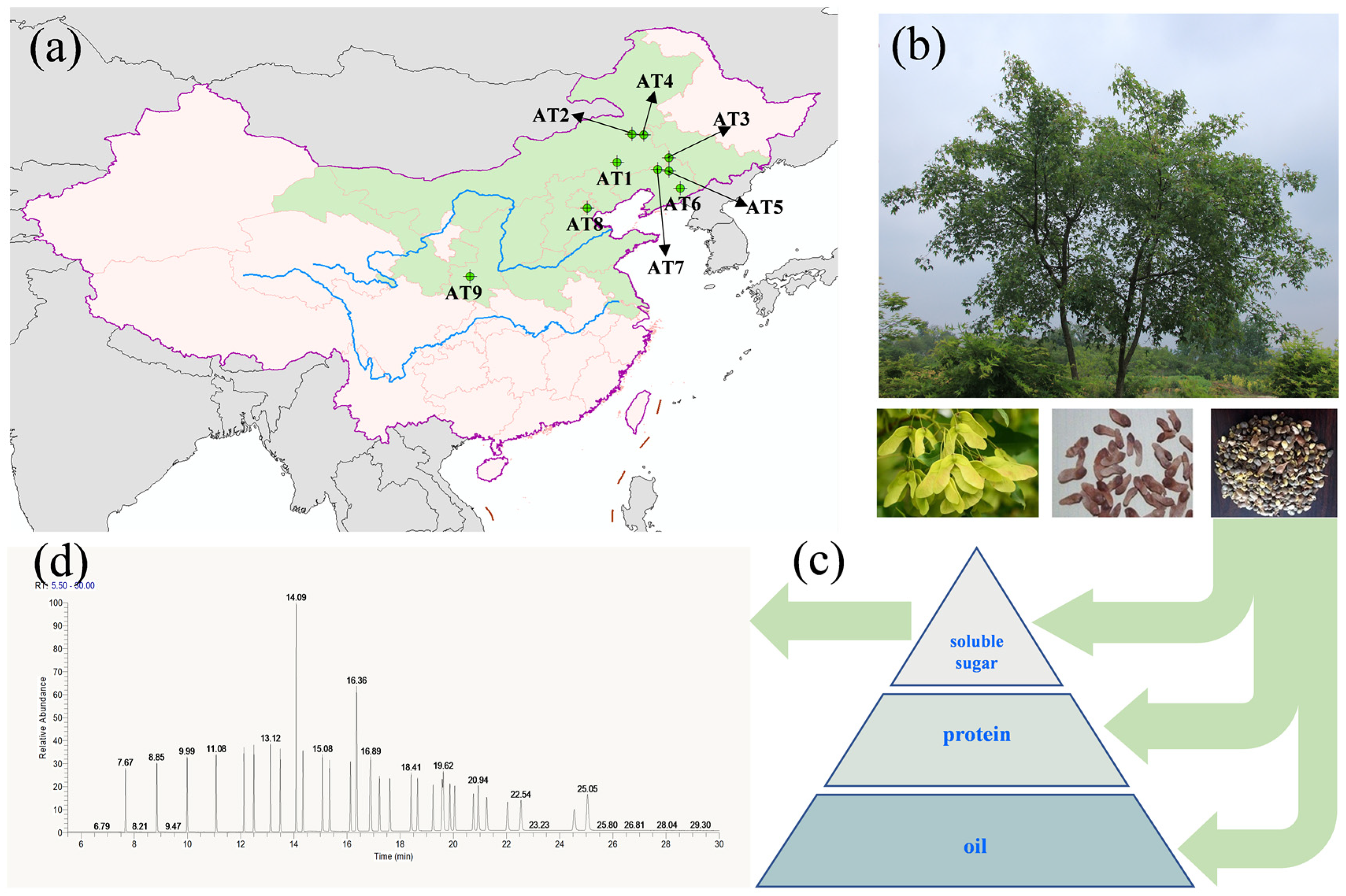 The origins and composition of Acer truncatum extract The origins and composition of Acer truncatum extract