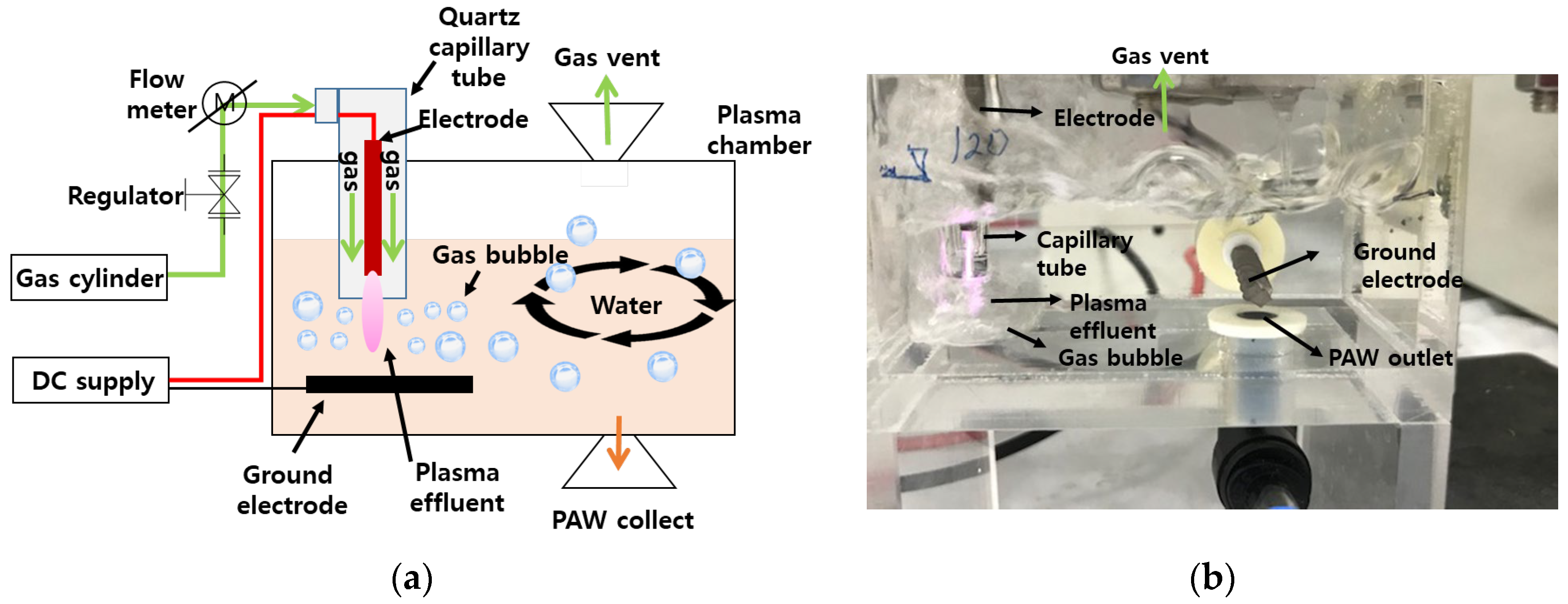 Effects of Plasma-Activated Water Treatment on the