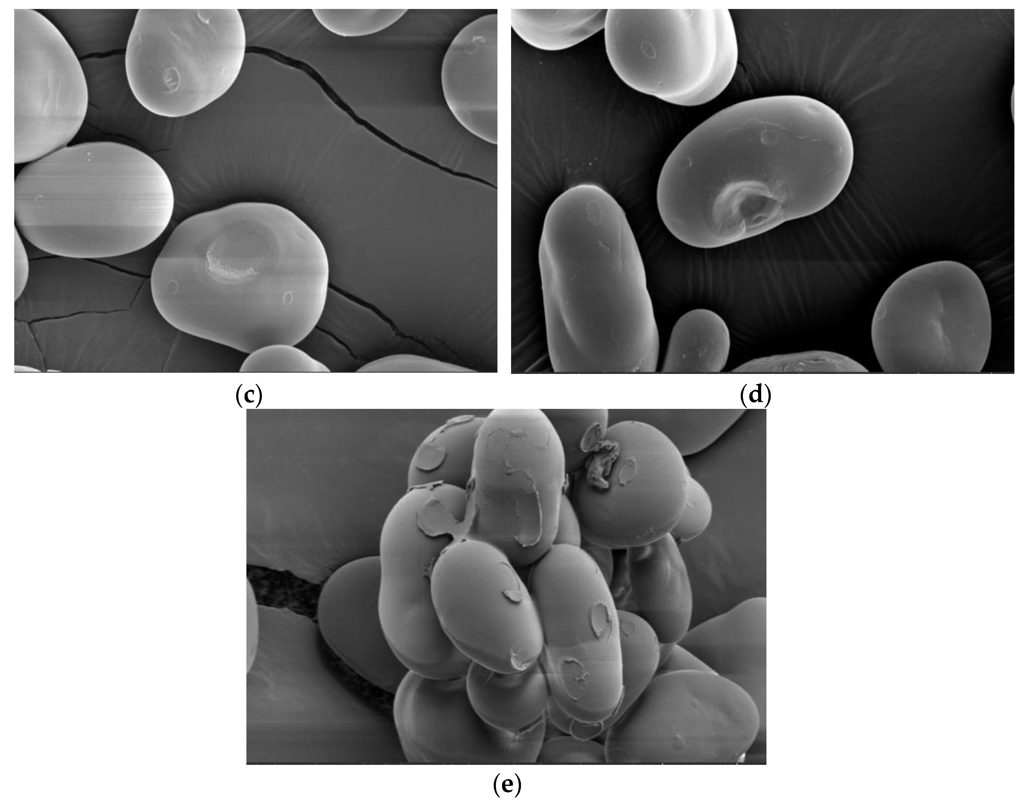 Foods 12 02462 g005b