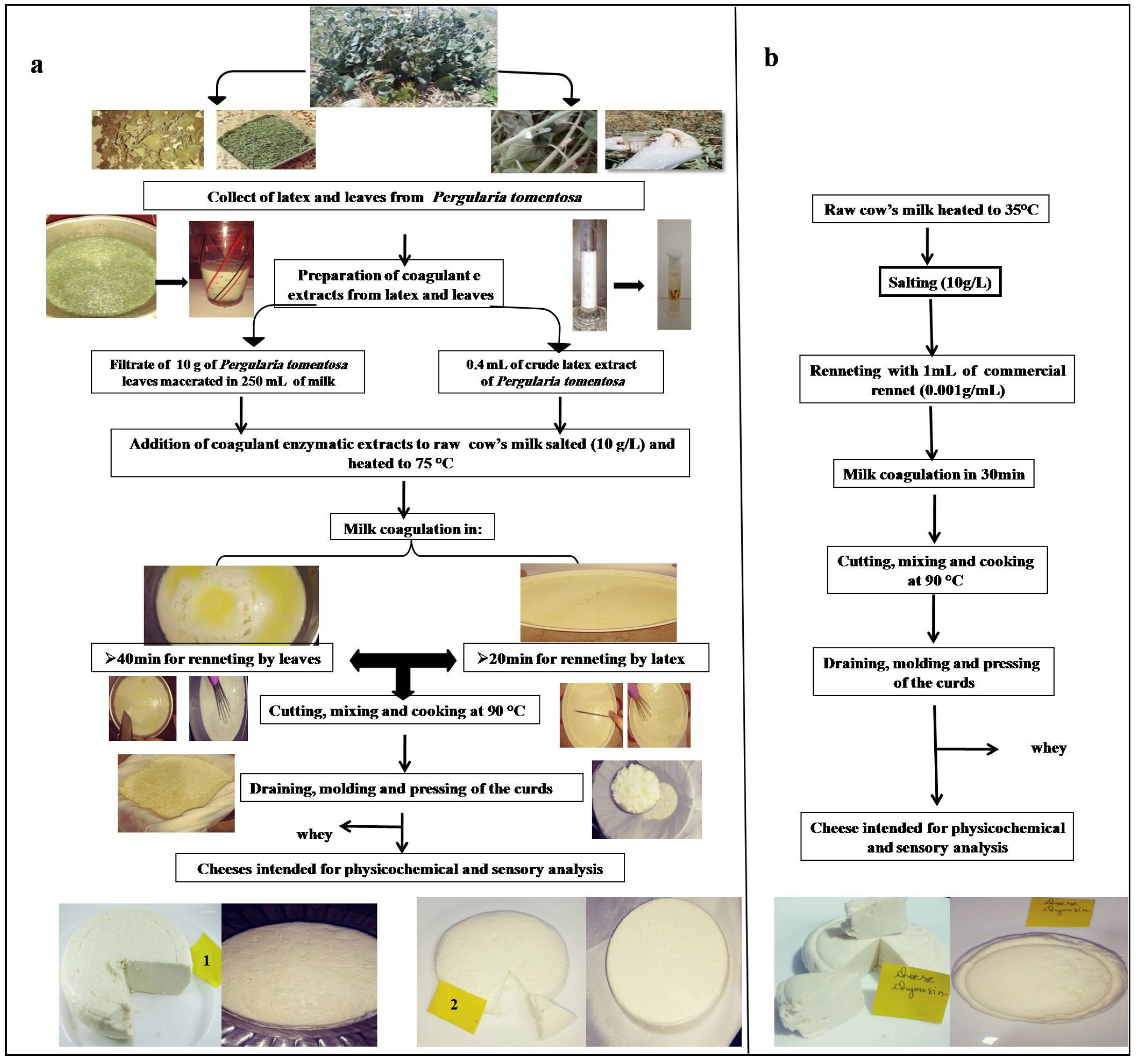 Foods Free FullText New Coagulant Proteases for Cheesemaking from