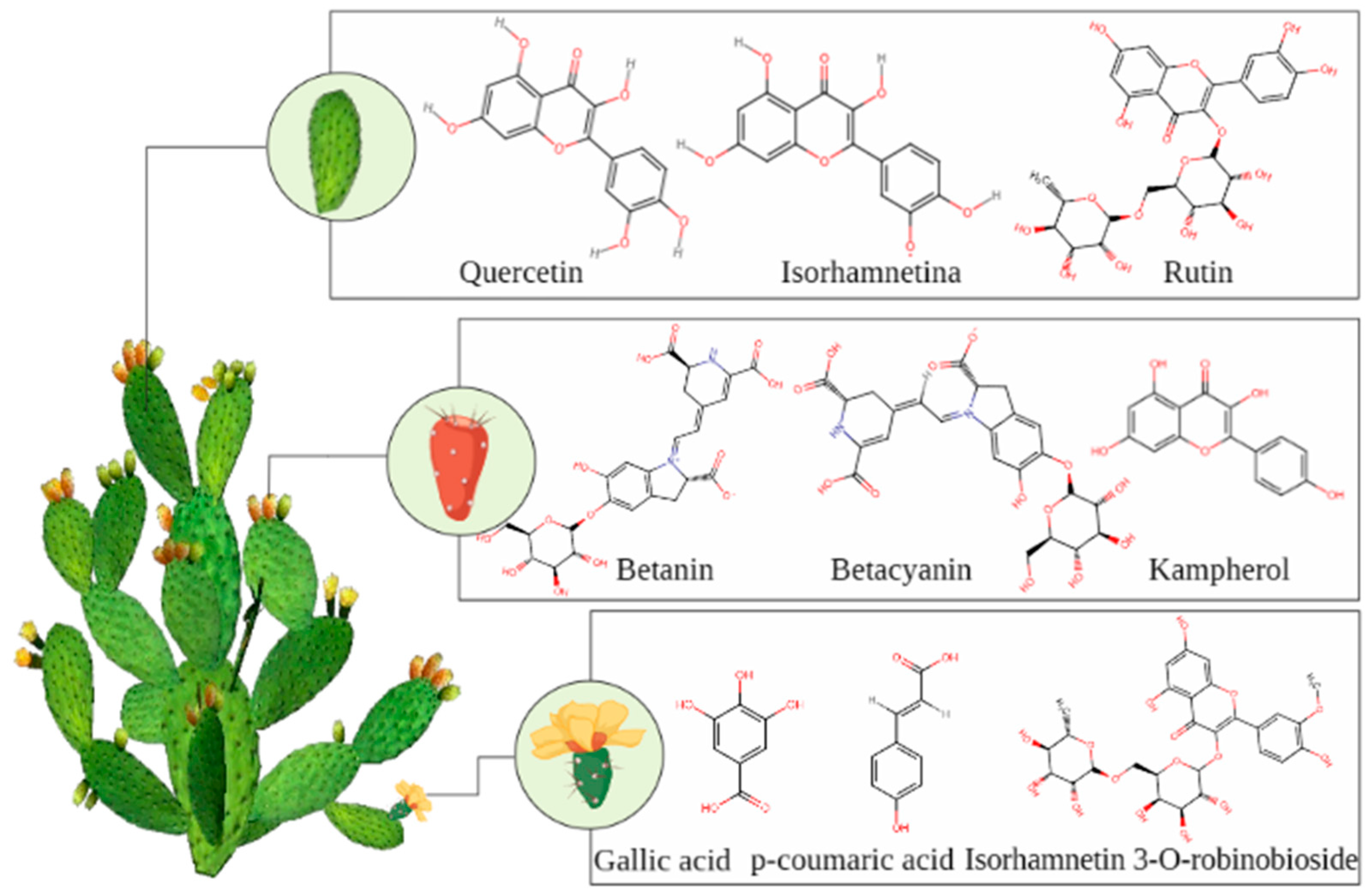 New Functional Foods with Cactus Components: Sustainable Perspectives ... Biology Diagrams