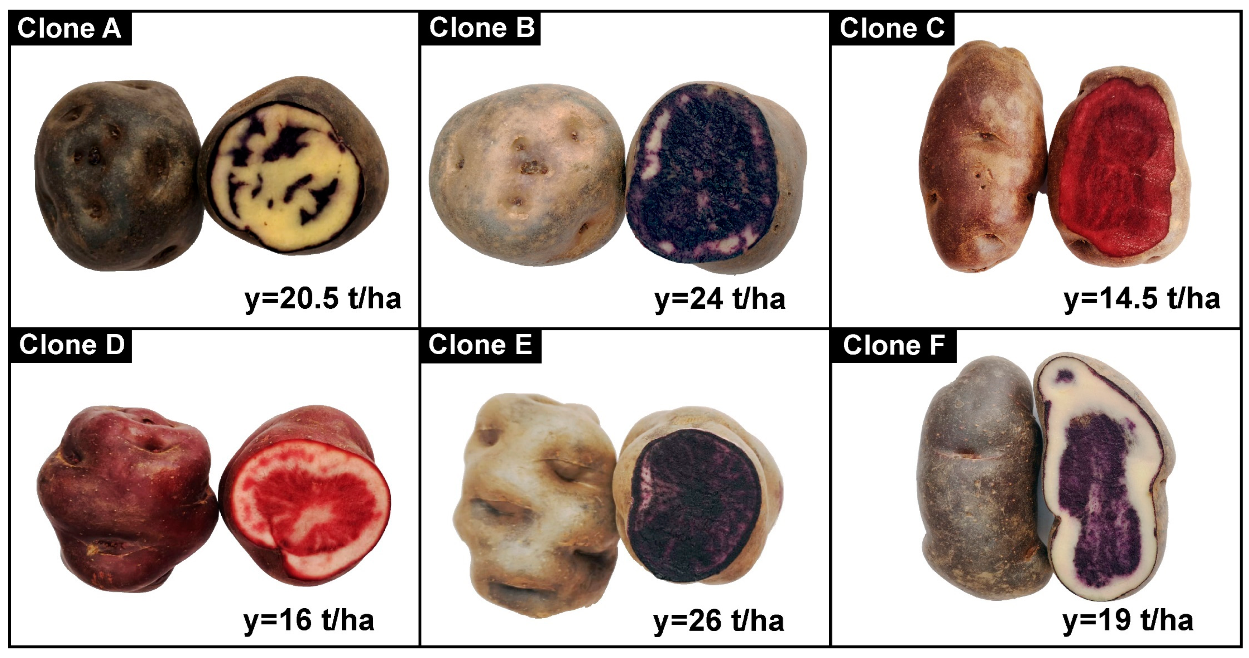 Foods 12 02511 g001 Foods 12 02511 g001