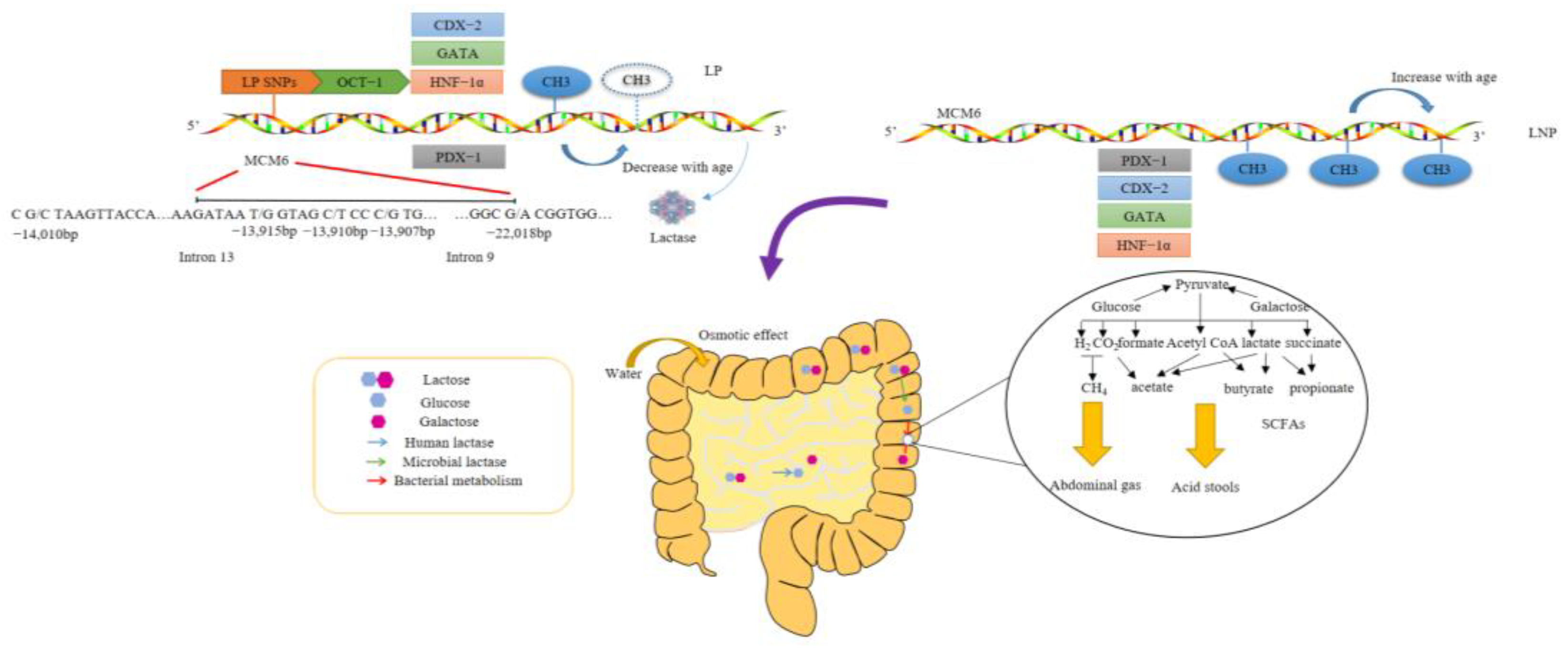 Foods 12 02553 g001 Foods 12 02553 g001