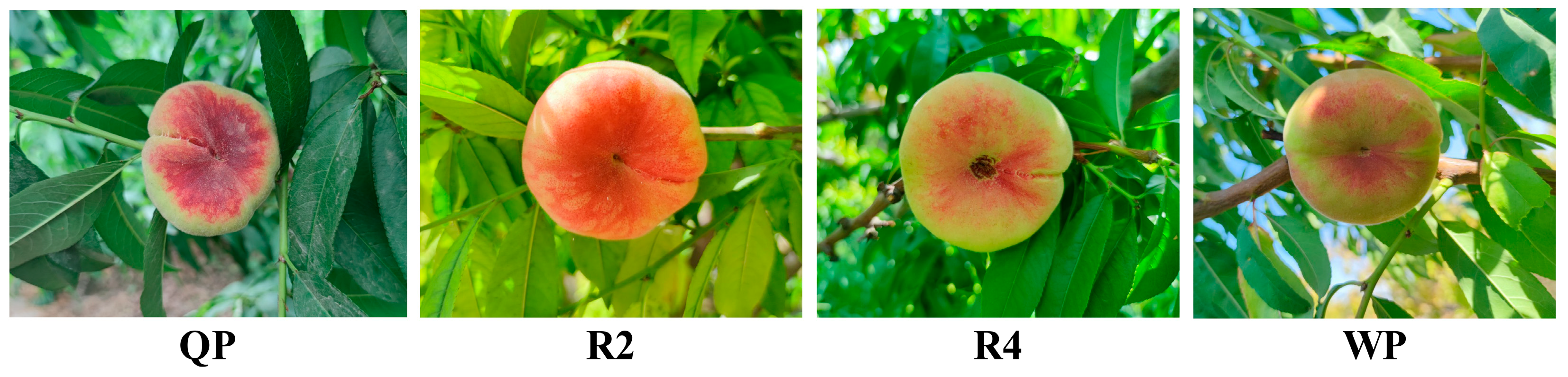 Foods 12 02554 g001 Foods 12 02554 g001