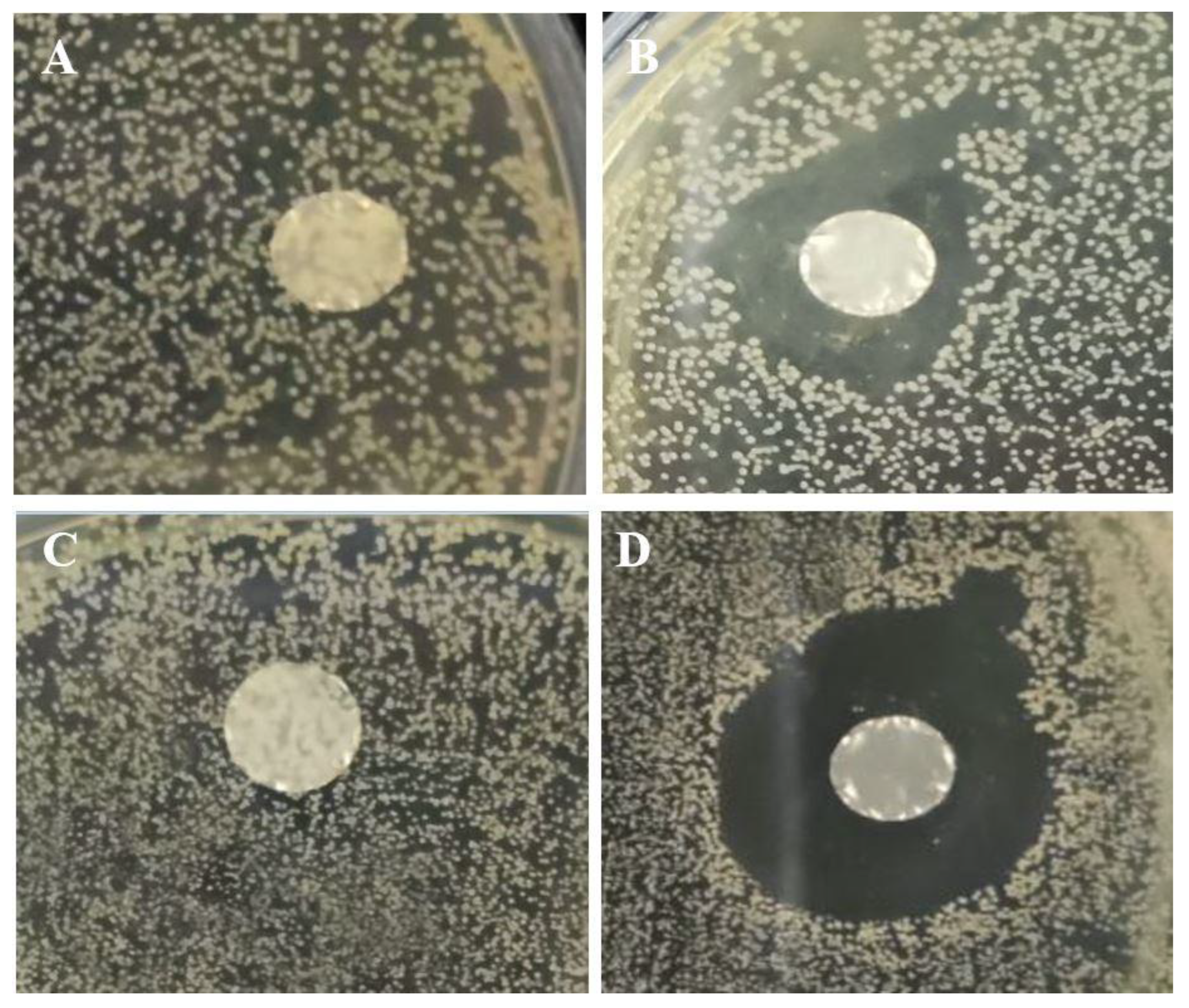 Foods 12 02588 g007 550