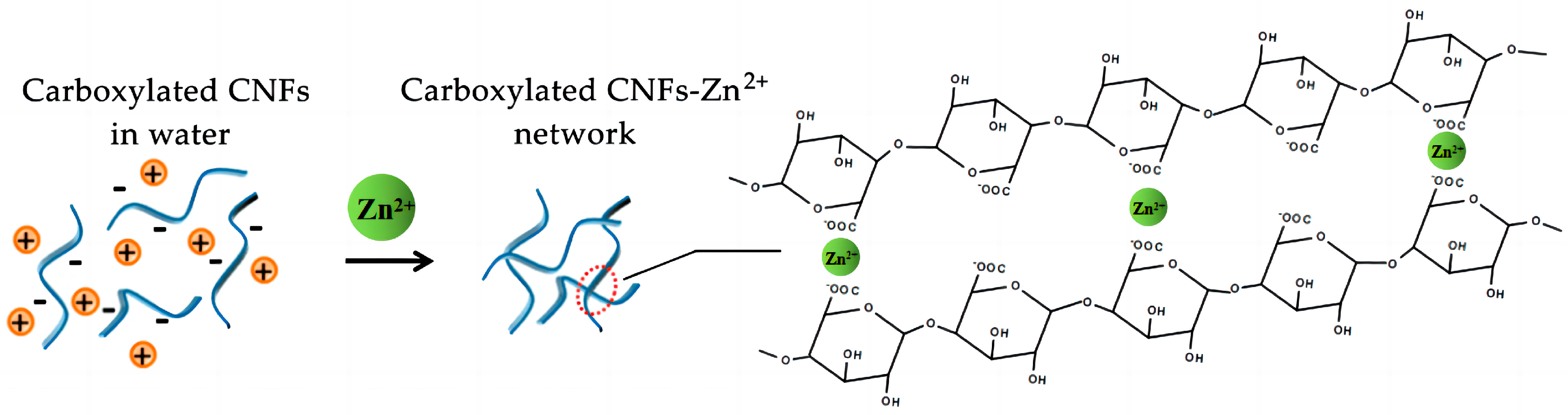 Foods 12 02602 g001 Foods 12 02602 g001