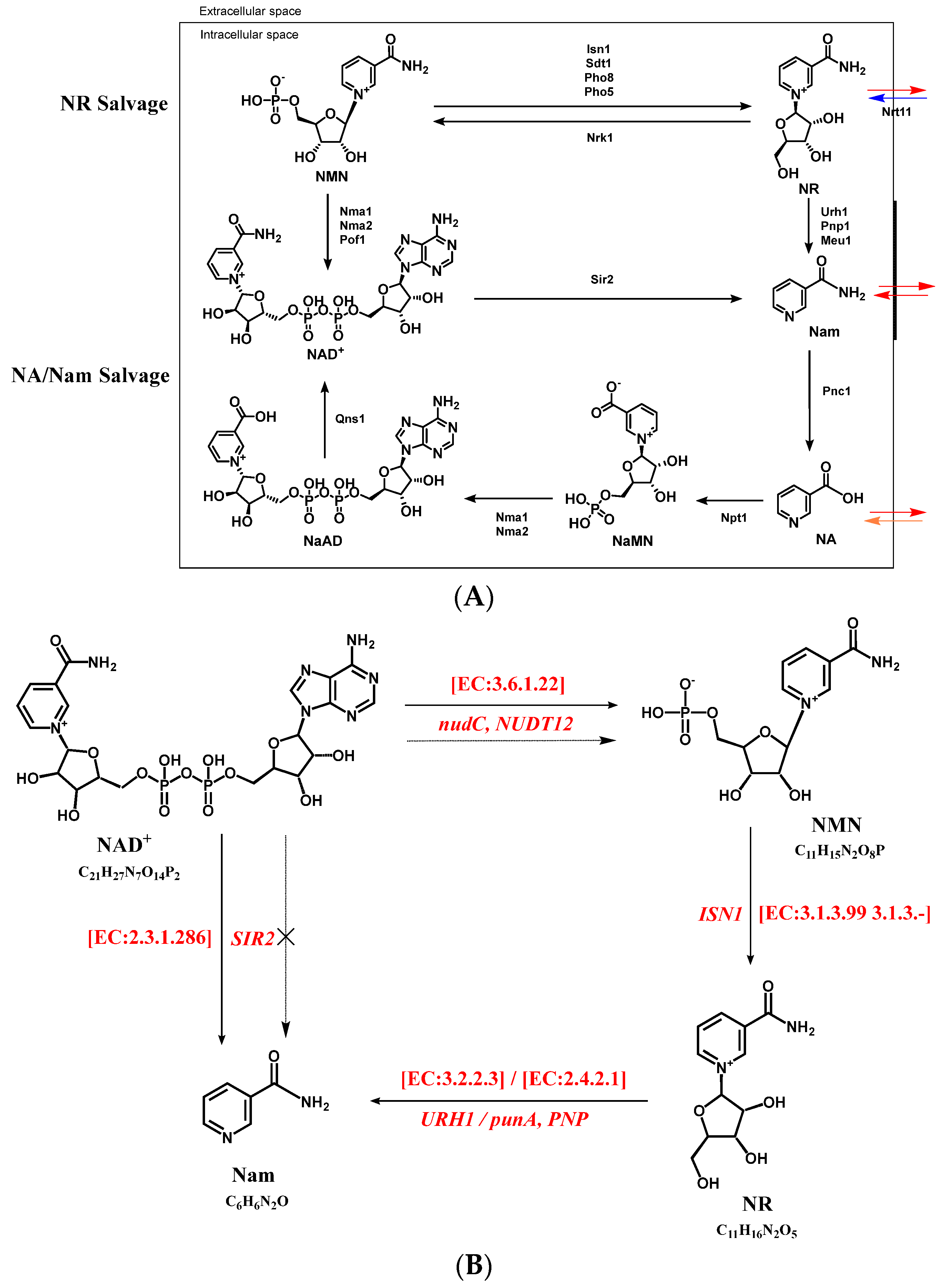 Foods 12 02897 g004 Foods 12 02897 g004