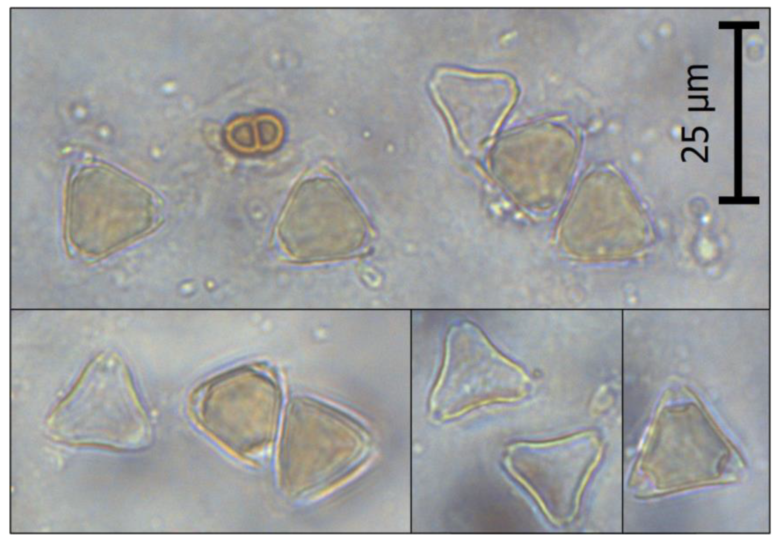 Foods 12 02930 g001 Foods 12 02930 g001