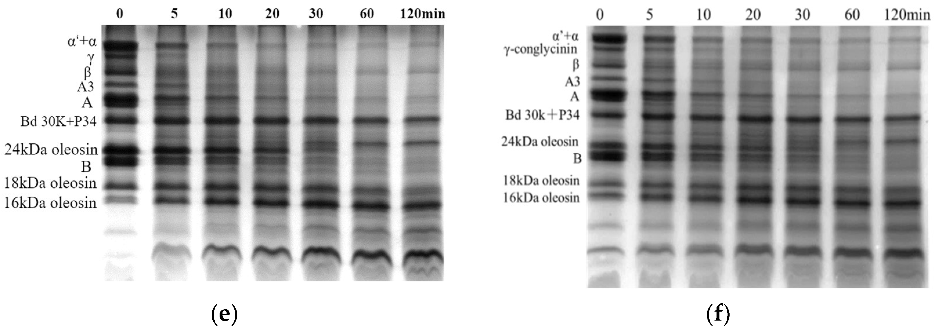 Foods 12 02942 g003b Foods 12 02942 g003b