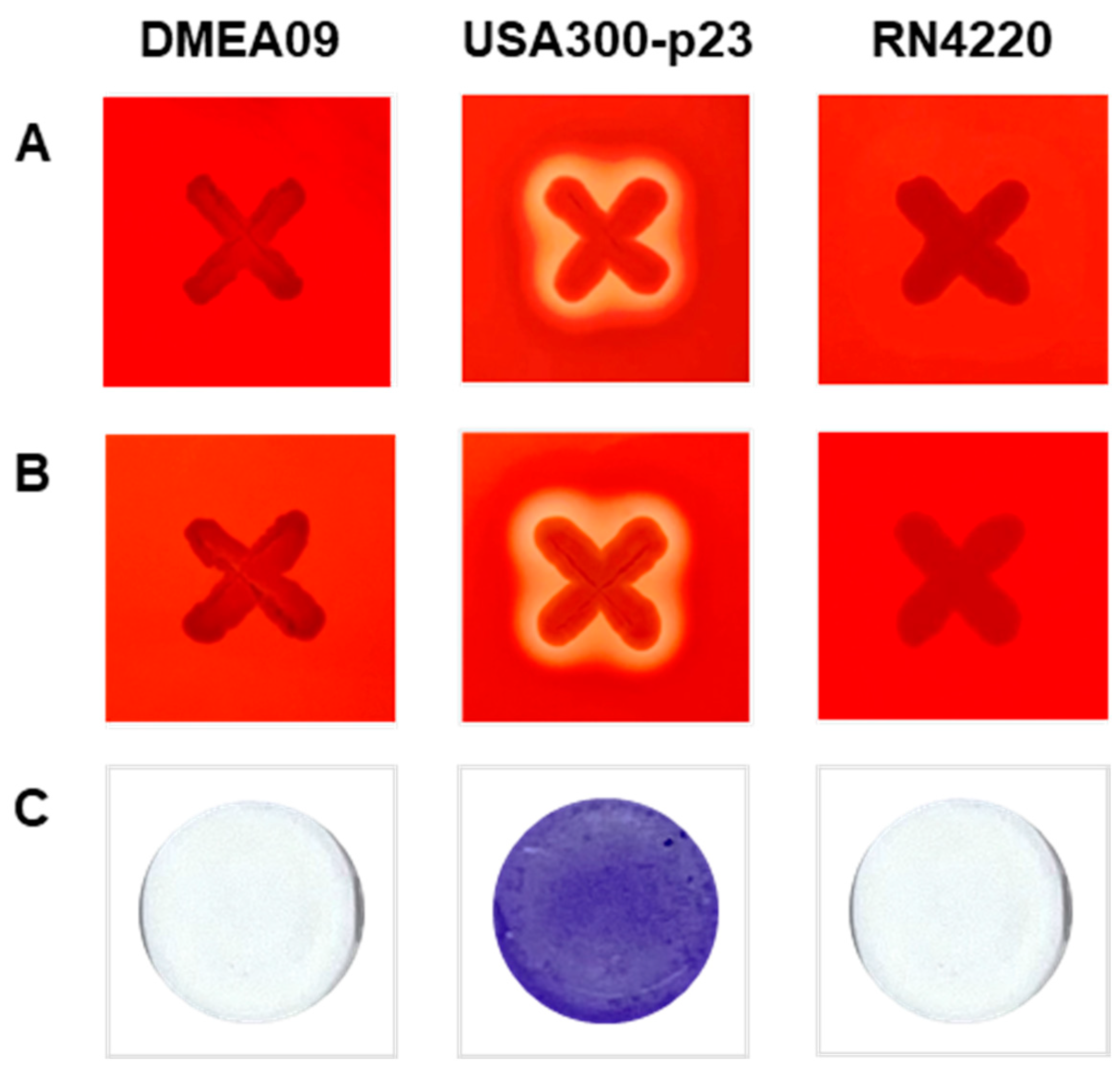 Foods 12 03008 g001 Foods 12 03008 g001